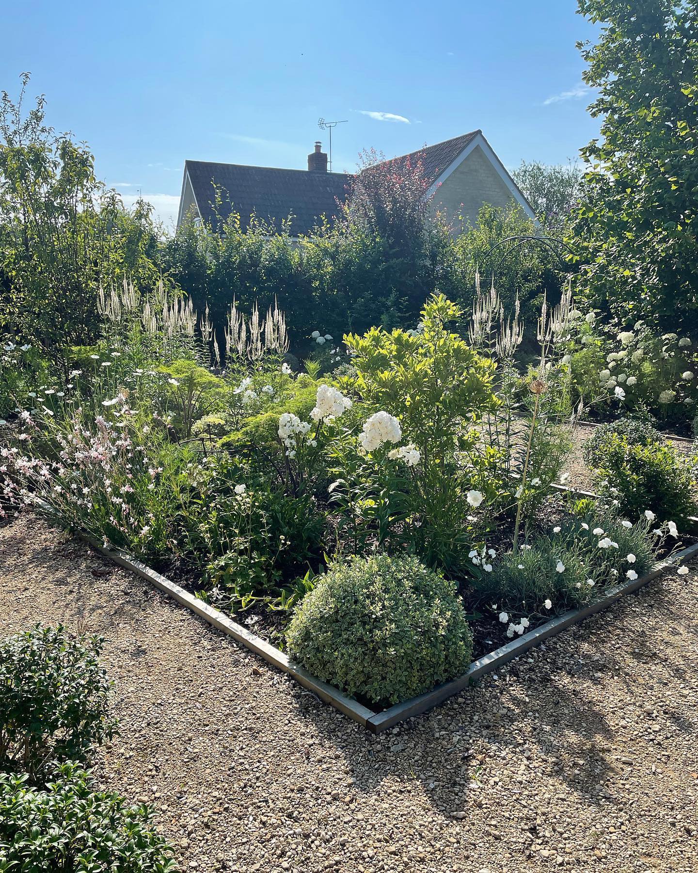 A large garden design and plant a few years ago creating an entirely white garden with structural topiary and multi stem trees. 🌳