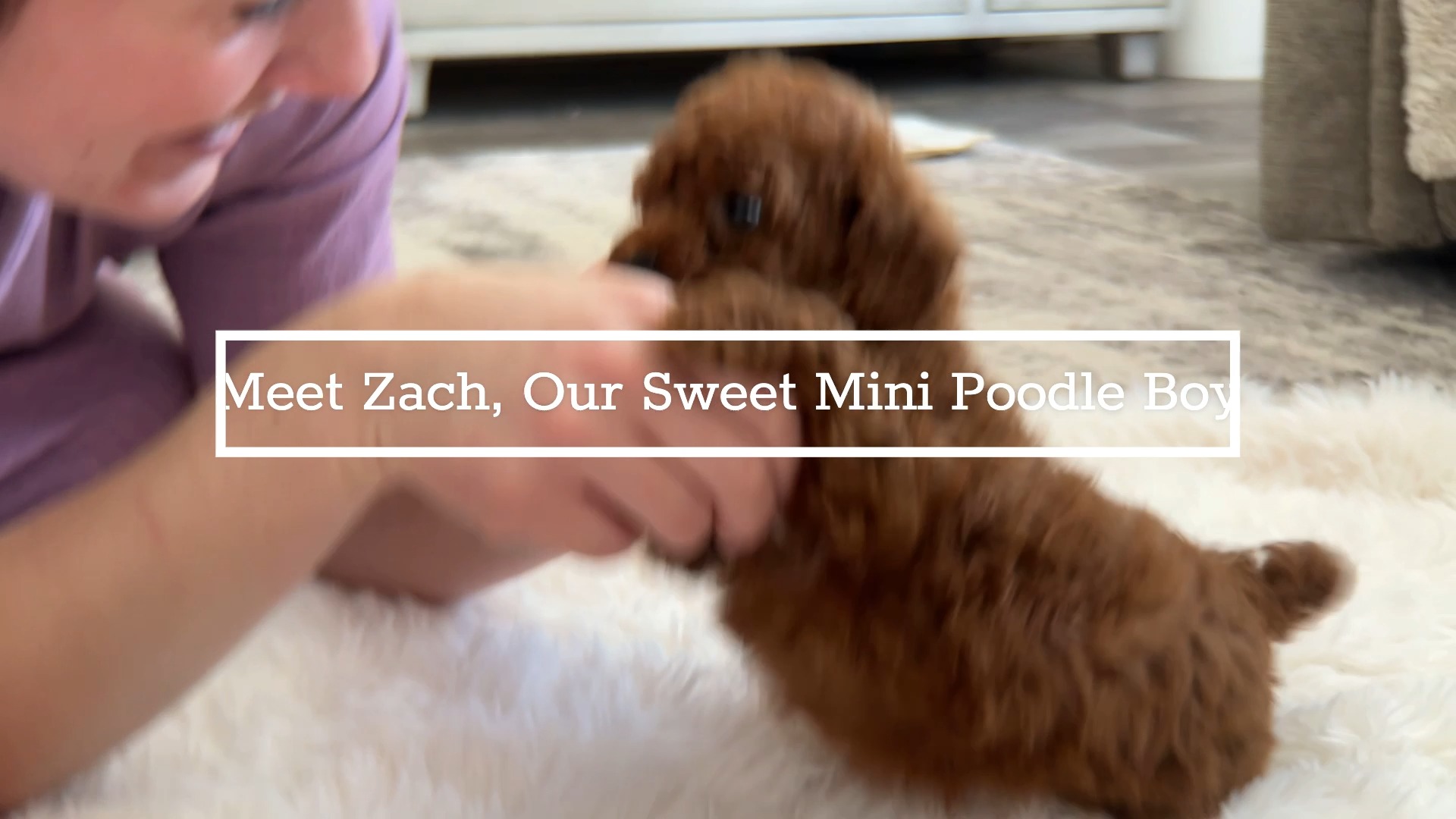 Zach is just the SWEETEST! ➡️ https://www.woodlandcanines.com/product-page/zach-mini-poodle #minipoodle #minipoodlelove #minipoodlepuppy