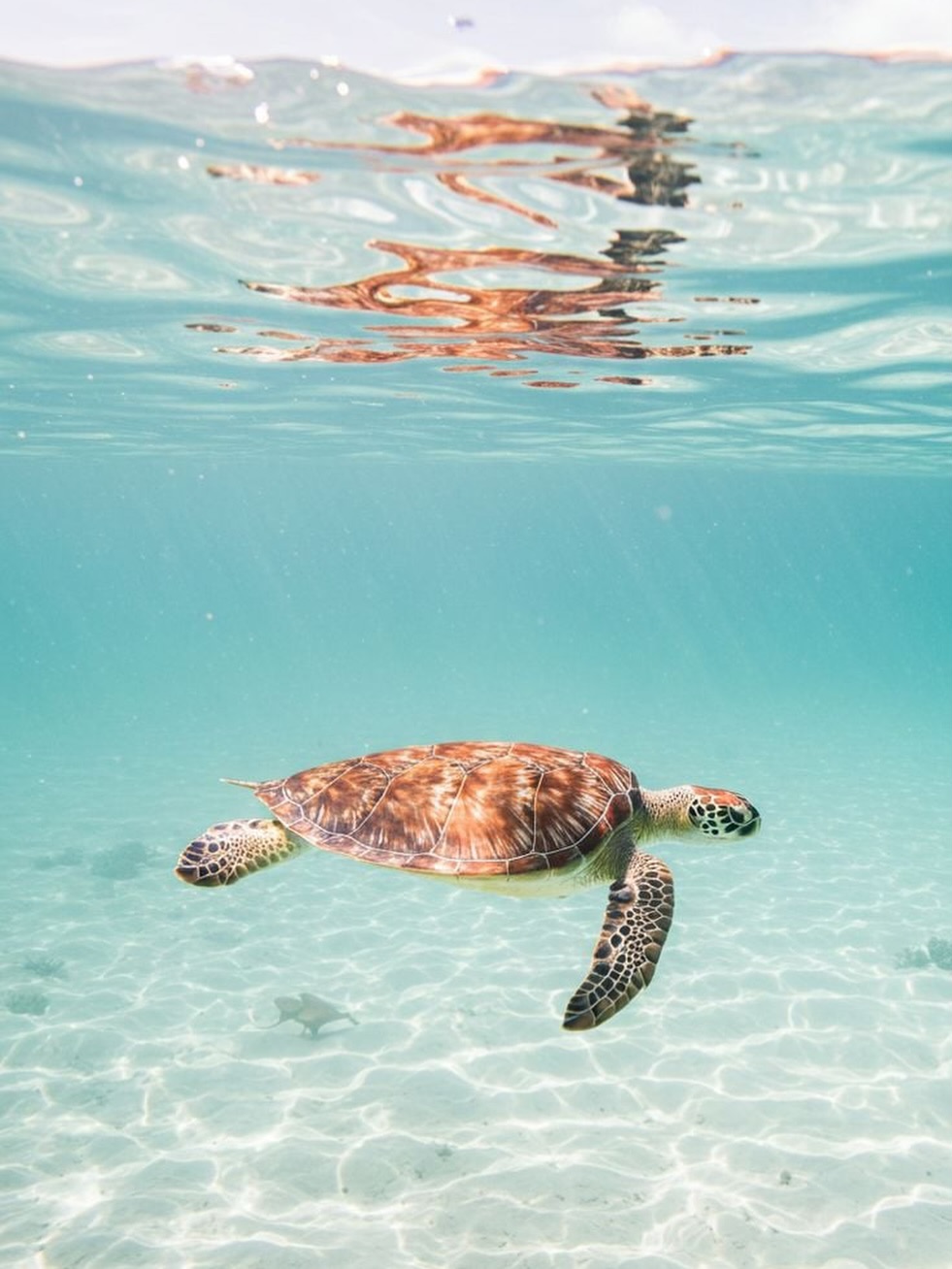 Our bottles are made from 100% recycled plastics. It’s a conscious choice to reduce waste, protect our waterways, and help keep the oceans beautiful for generations to come.
The ocean isn’t just part of our story, it’s part of our responsibility. 🌊
#arvohaircare #oceanfriendlyhaircare #veganhaircare #ecofriendlyhaircare #sustainablehaircare