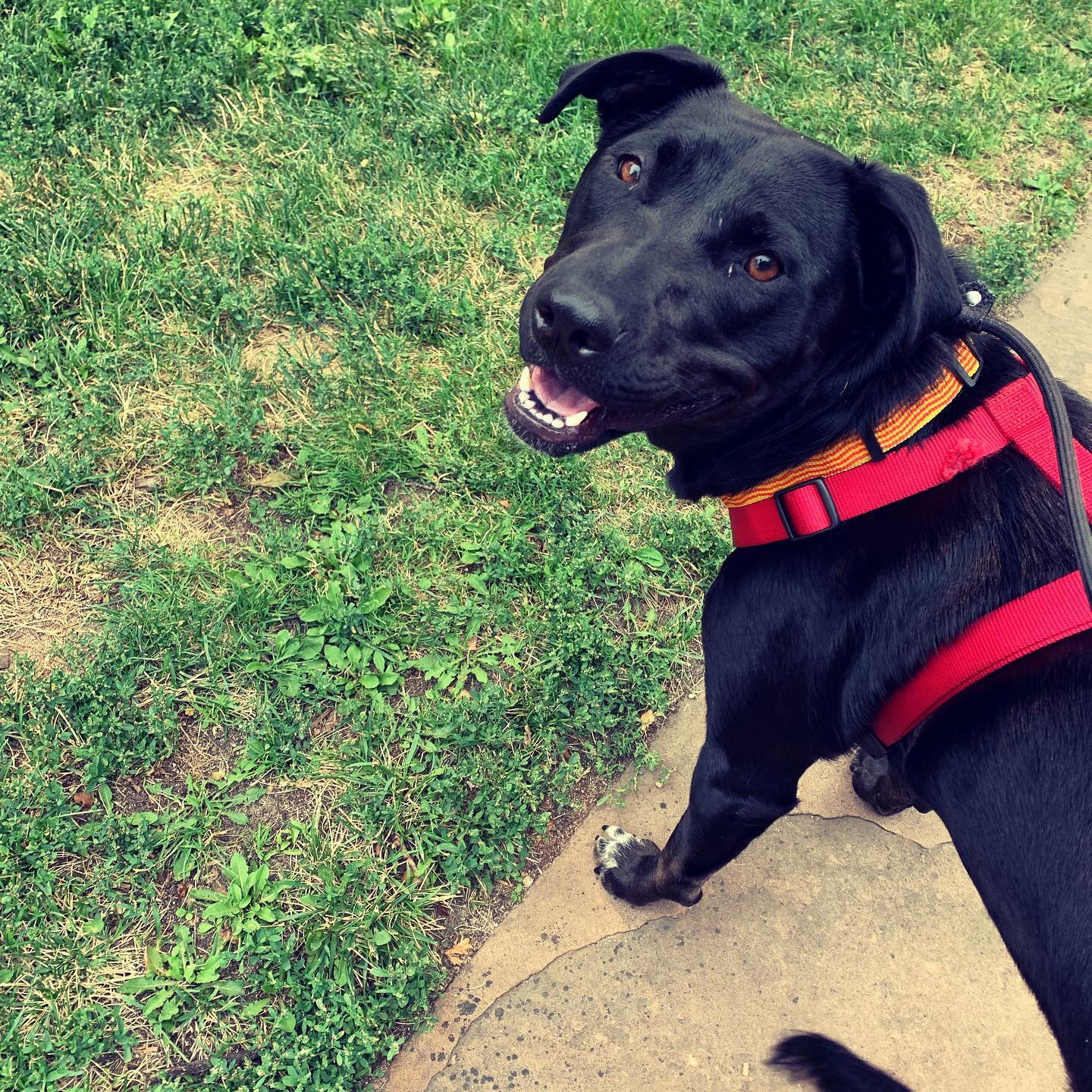 Great afternoon walk with Sadie! 😀