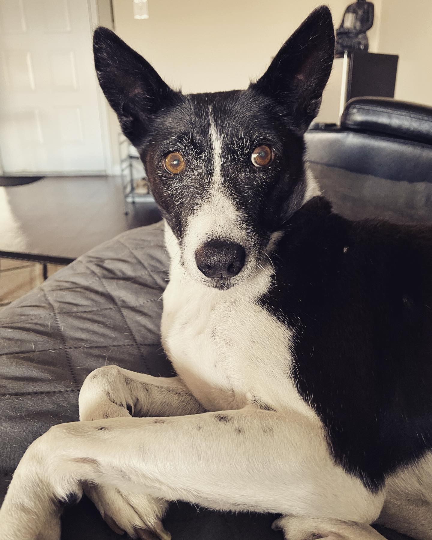 13 years old today, and he hasn’t missed a beat. Still a pain in the ass on walks, still chasing squirrels and ducks, still guilting me into extra treats, and still right by my side every day. #Basenji