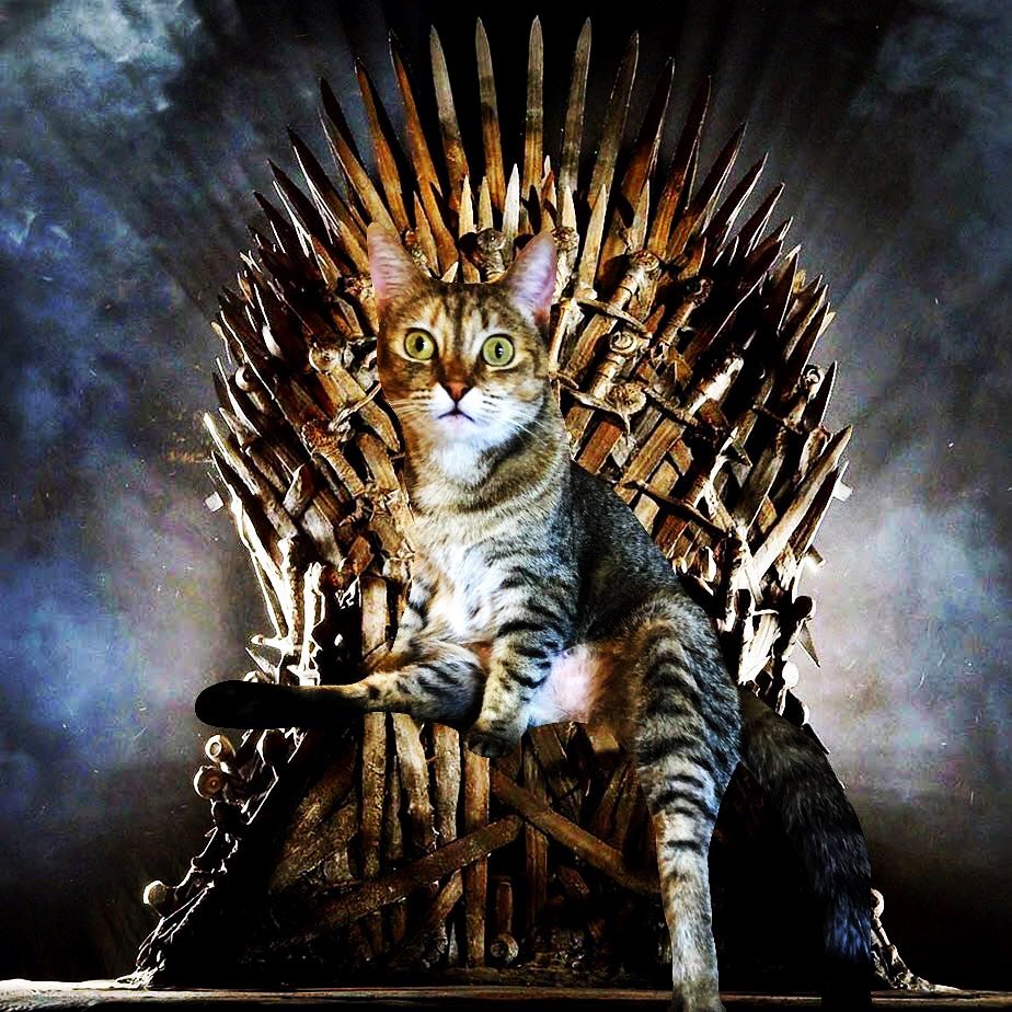 Bow to me humans. #catsofinstagram #catlife #cat #cats_of_instagram #catlove