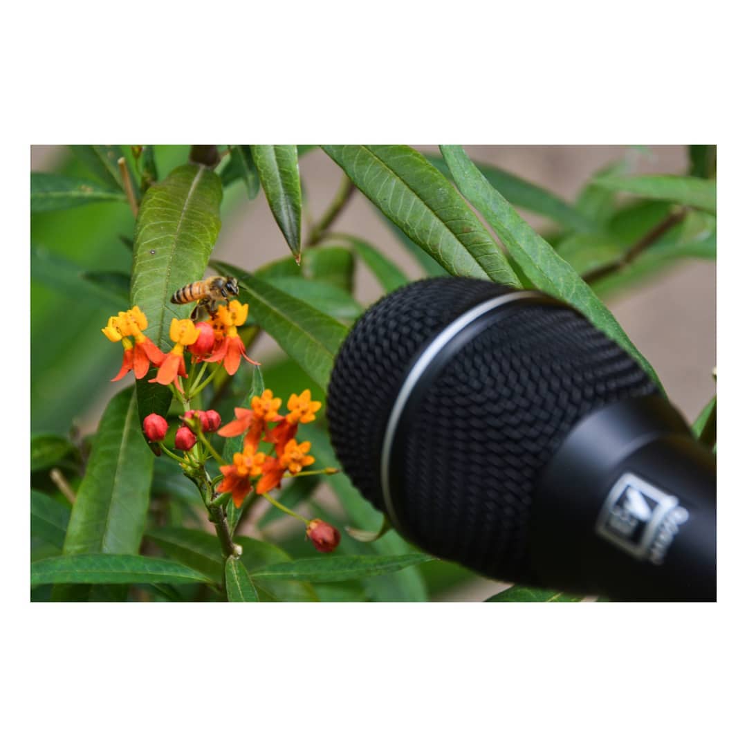 Seguimos capturando sonidos de nuestros jardines y paisajes.
Gracias a @mija_krieg por el equipo y a la @quinta_del_flamboyan por el espacio. :)
@electrovoiceofficial
@electrovoiceamericalatina
Quinta Flamboyan, Morelos
abril 2021
.
.
.
#hornotaller #paisajesonoro #soundscape #landarch #paisajismo #cuautla #morelos #nature #abejas #jardin #polinizadores #jardinpolinizador #asclepiadaceae #asclepias #electrovoice