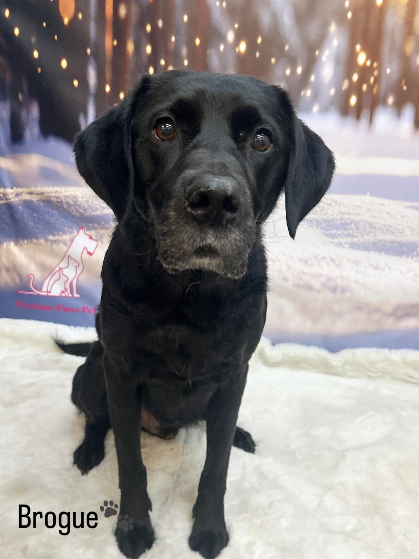 20/01/26 Brogue had the best pamper session ever at Precious Paws, filled with kisses and cuddles! 🐾🥰 #cute #kissesandhugs #doggrooming