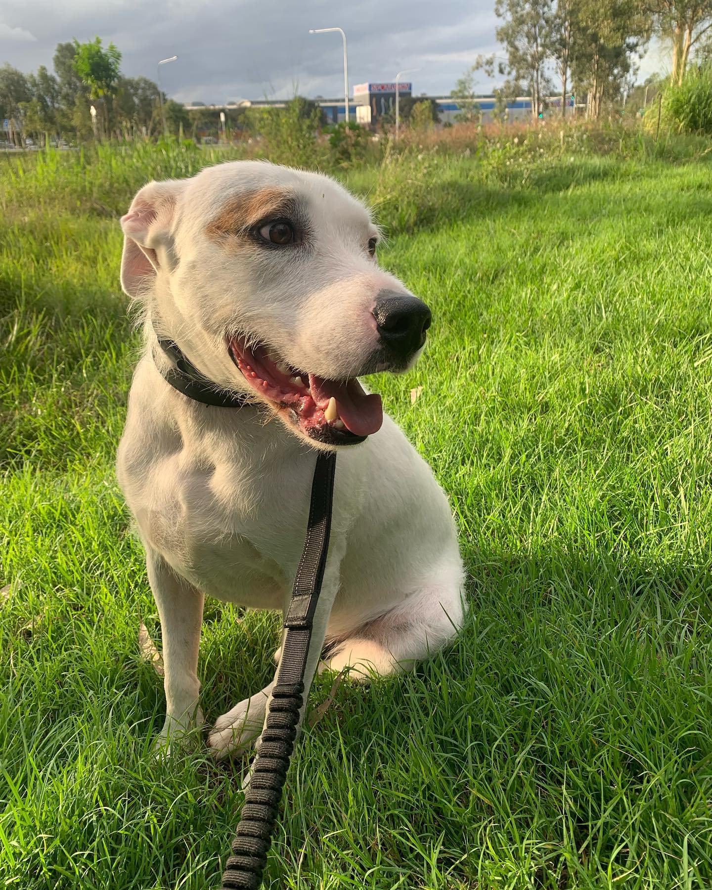 The very handsome Bear who enjoyed a brief rest on our walk to take in his surroundings and bask in the late afternoon sun.
#dog #dogsofinstagram #dogsofbrisbane
#brisbanedogwalker #wolfhoundsofinstagram #brisbanedogwalking #doglover #cute #chasingtailsbrisbane