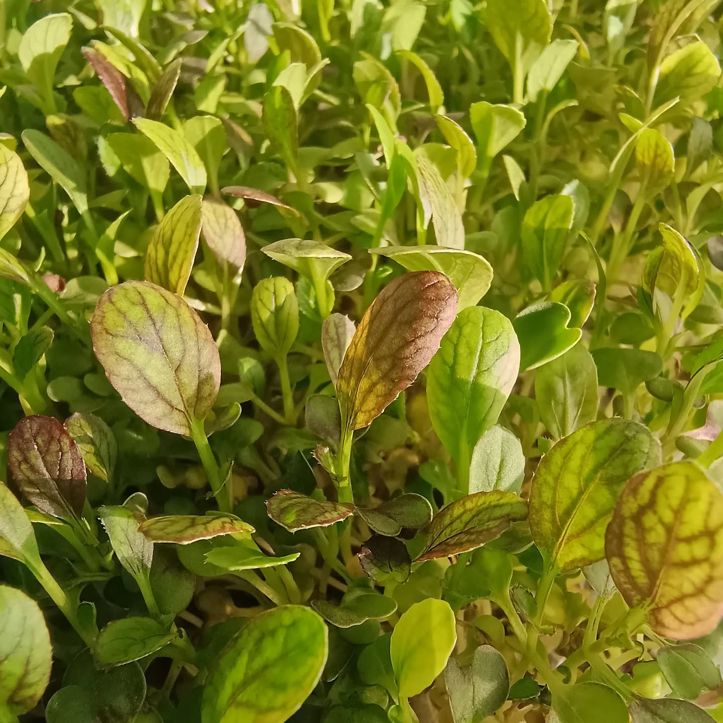 Greens and Reds🍃
#microgreens #garnish #chefsplating