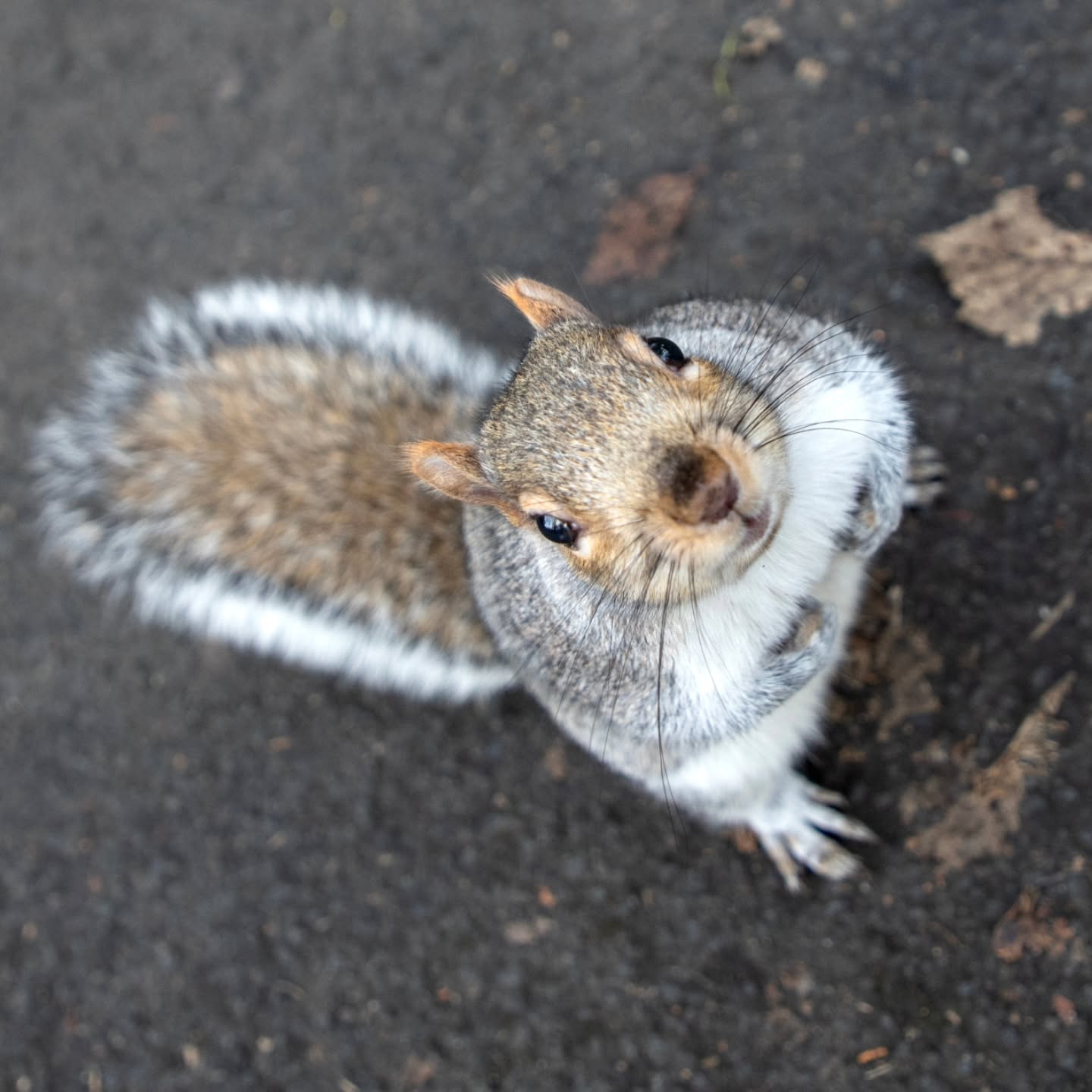 S Q U I R R E L
Curious little squirrel on a lunchtime walk 🏴
.
.
.
#nature #squirrel #travelphotography #Scotland #naturephotography