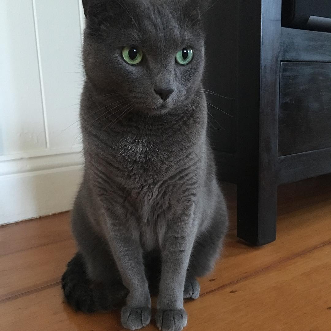 Those eyes!
#catstagram #catsofinstagram #catsofbrisbane #adorable #chasingtailsbrisbane