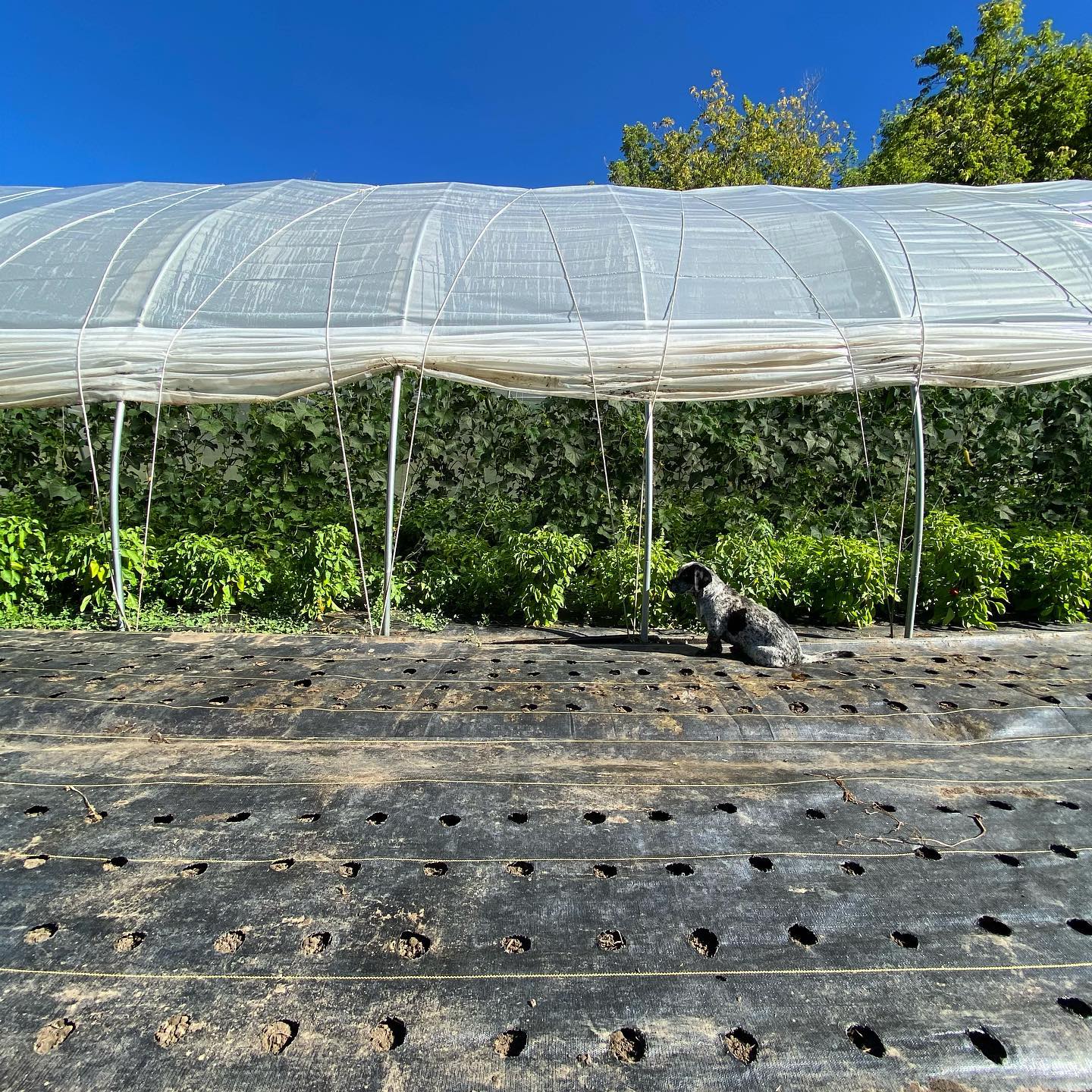 Probably my favorite place on the farm this season.
The cucumbers in this tunnel were seeded the first week of April and planted out on May 3rd. We’ve been harvesting from in here for 14 weeks already, and just this week we had our biggest single harvest of the season off of them. These babies have blown me away all year and they don’t seem to be slowing down any time soon. Apart from some pruning and trellising we’ve pretty much left them alone to do their thing. Even Spud had to take minute to sit in awe of them this morning.