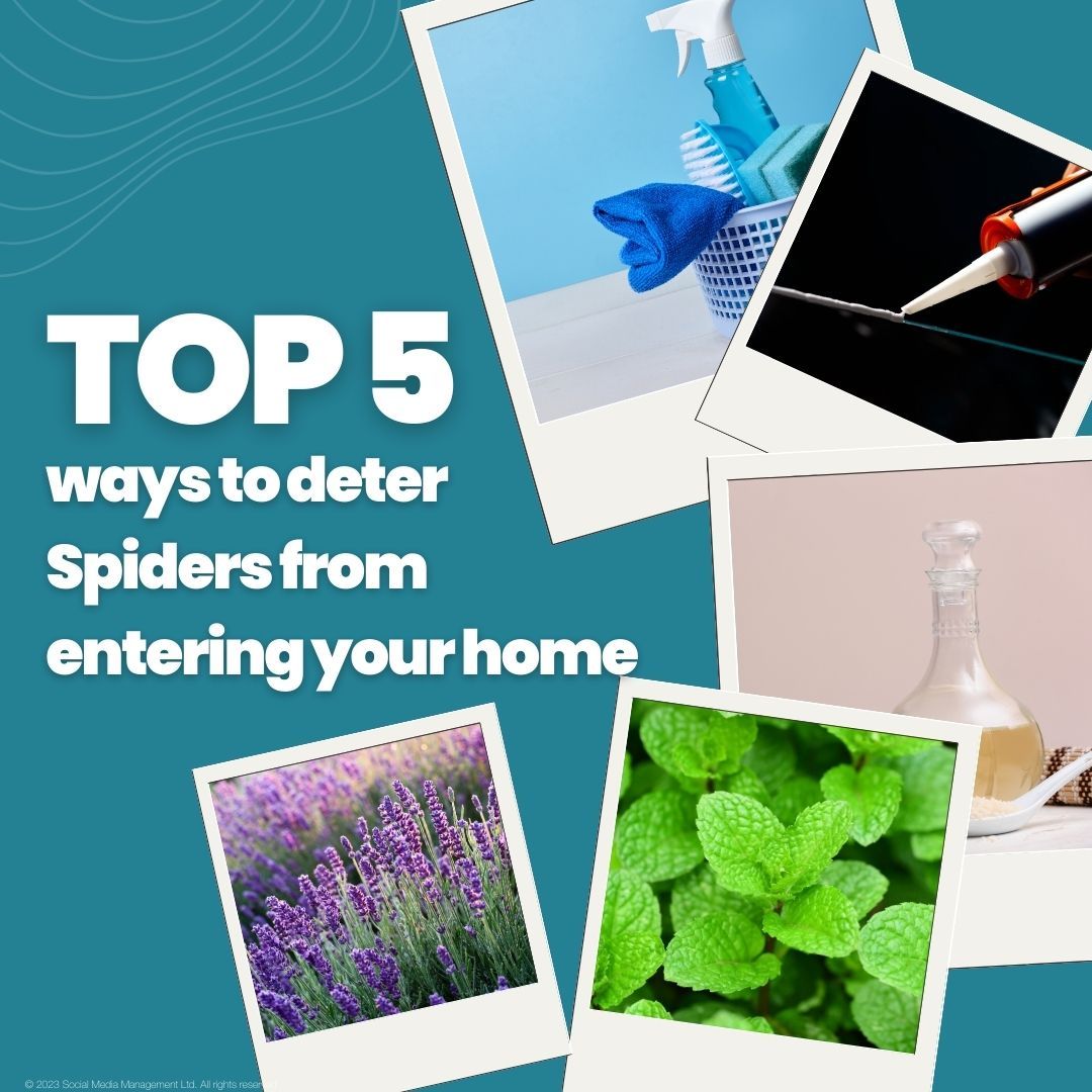 🕷️ Lavender
Lavender is detested by spiders. Deter them from entering your home by soaking cotton wool balls in lavender oil and placing them around your home.
🕷️Mint
This is another scent that spiders find repulsive.
🕷️ White Vinegar
Utilise a mixture of white vinegar and water not only for cleaning but also to repel spiders. Spraying this solution in corners and at entry points deters spiders from entering your home.
🕷️ Close the gaps
Seal gaps and install window netting to prevent spiders from entering. Window netting not only thwarts spiders but also keeps out other pests like wasps and flies.
🕷️Clean
Regularly cleaning your home will help deter spiders from entering and staying in it, as they cannot settle anywhere.
.
.
.
#scotland #edinburgh #property #investment #investments #realestate #chrisslingproperties #spider #spiders #outofspiders #propertyspecialist #propertysourcing #propertyinvestments #estateagent #estateagents #sales