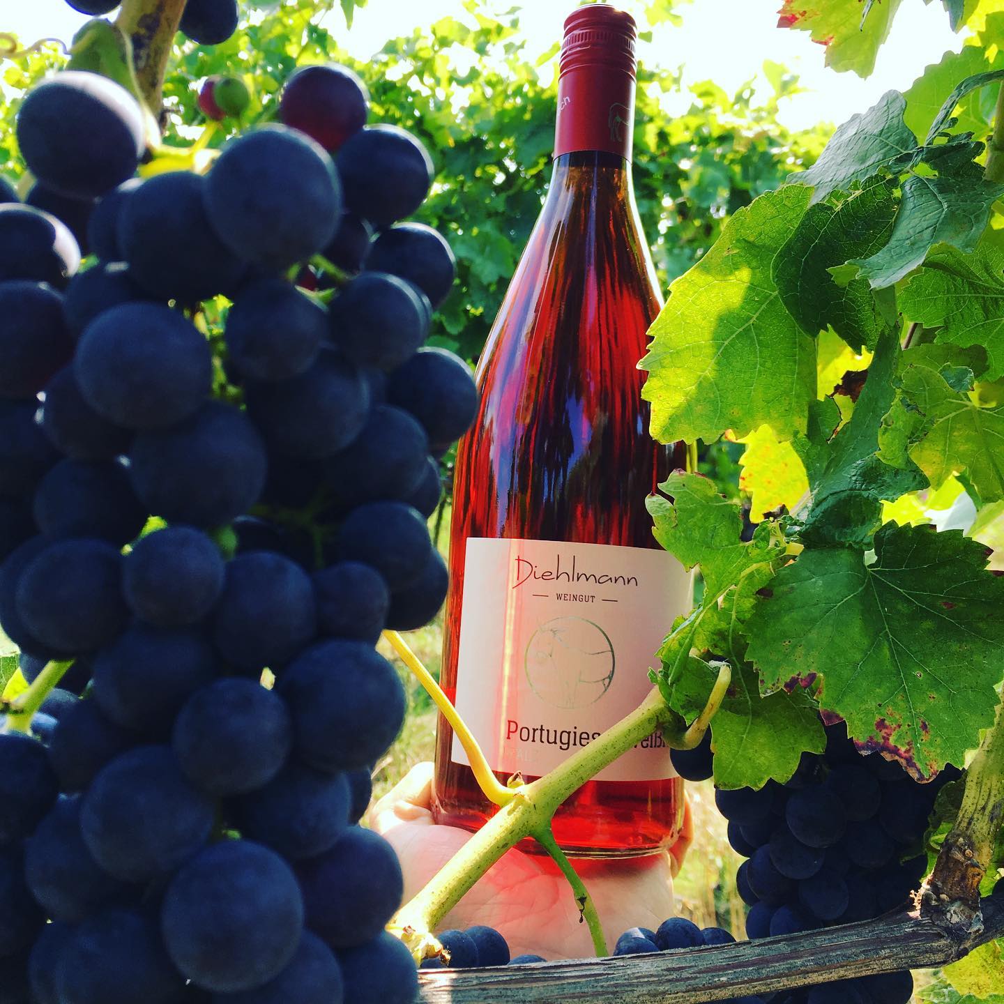Lichtspiele...Portugieser Traube und was daraus wird 🍇 ...our pink water #weinglas #bottledgrapes #traubeinsglas #daswirddraus #reifetrauben #rosé #pinkwater #lebemann #weinbauonline #süw #Pfalz #ladywine