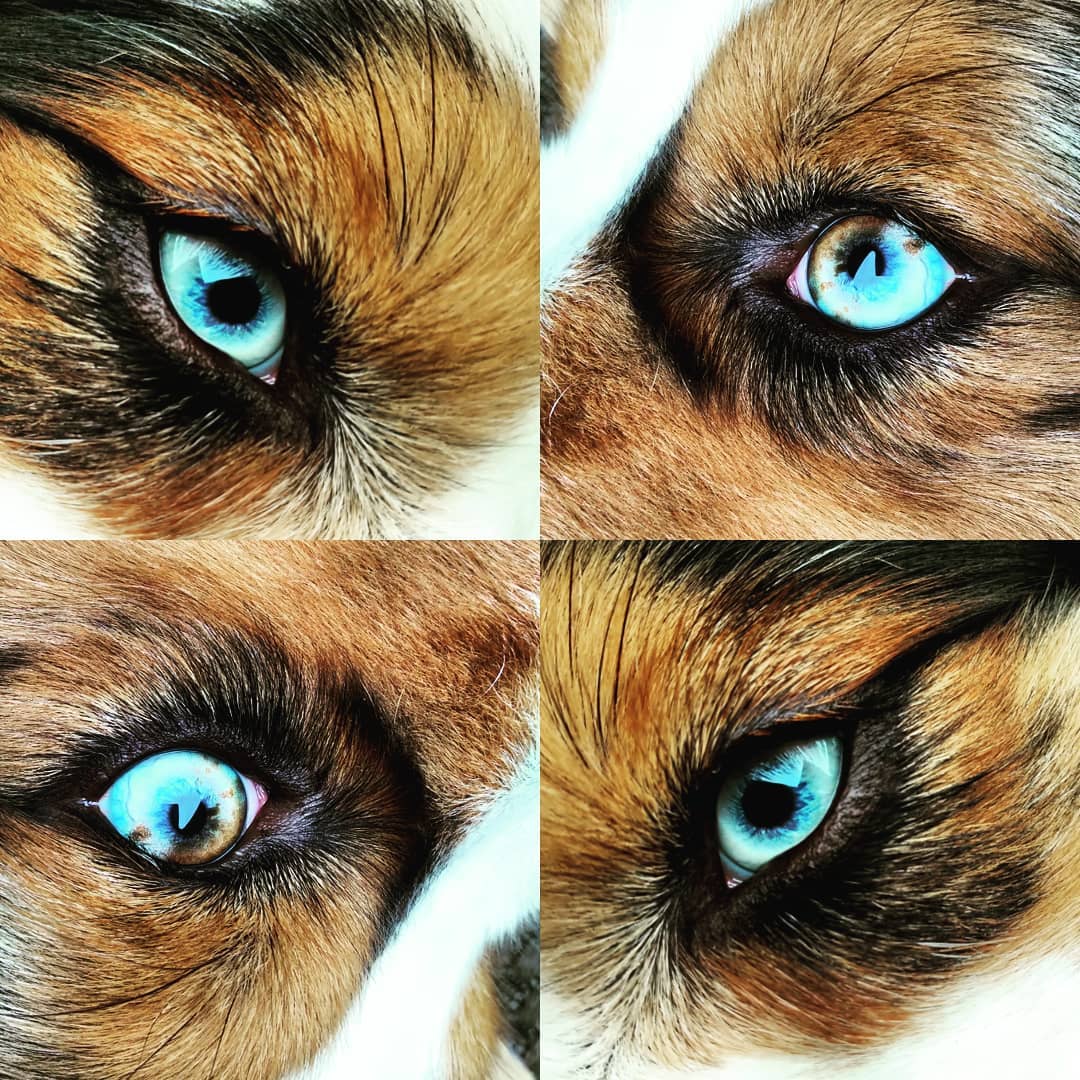Forge and his stunning baby-blues💙💙💙 #ausableriveraussies #aussiesofinstagram #dogstagram #dogsofig