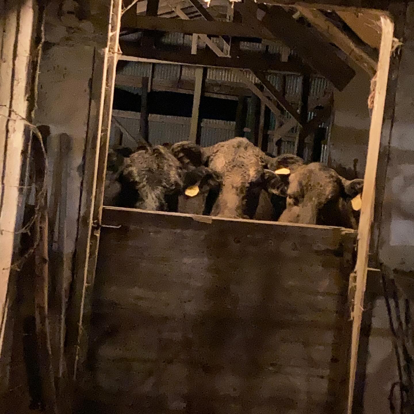When you go out to check the barn at night…you will be watched.
#roundtreefarmgreenhouse #cows #farmlife