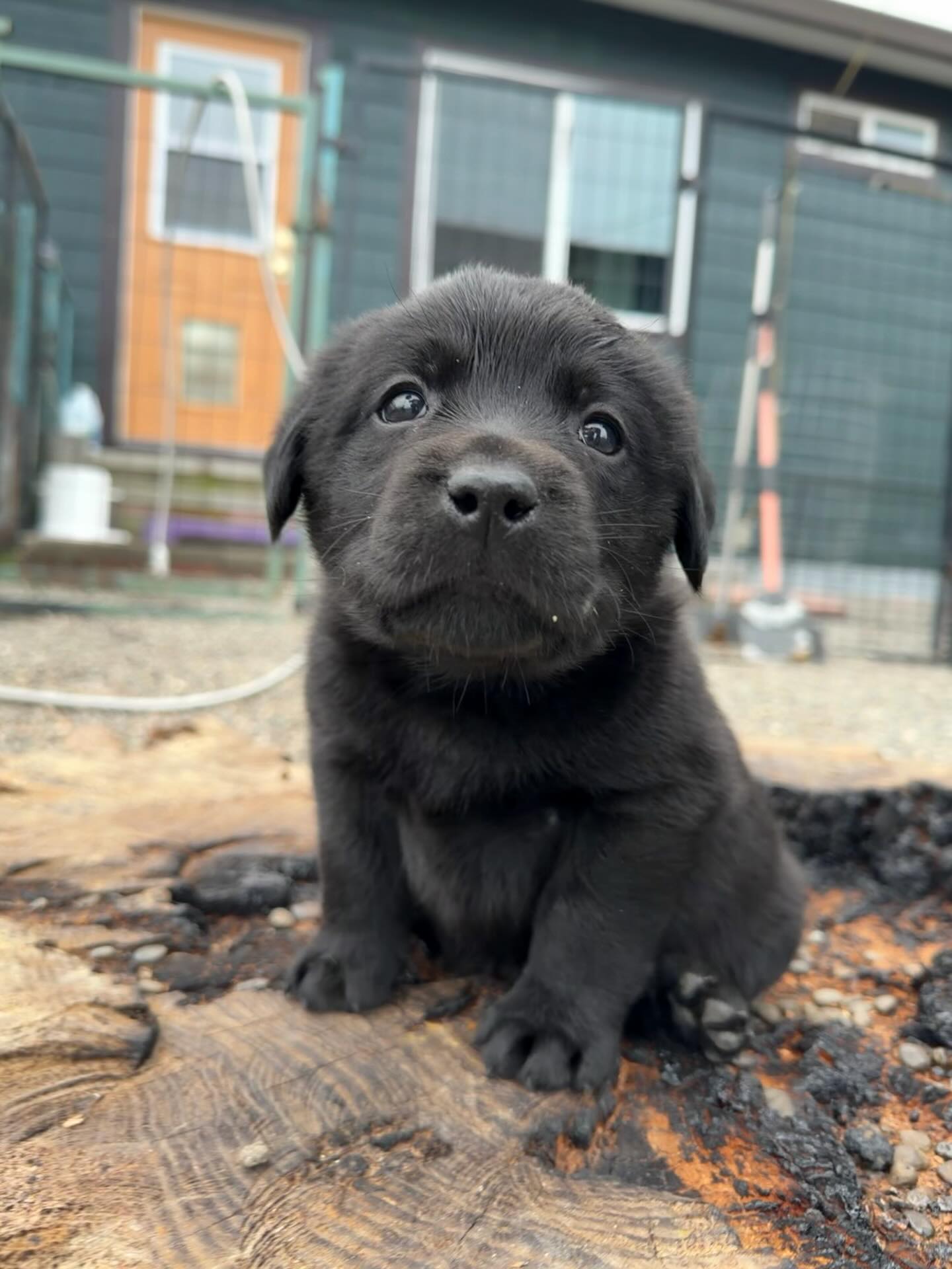 These guys are getting so full of personality!
And please take note of his little back paw. It’s f*ing adorable