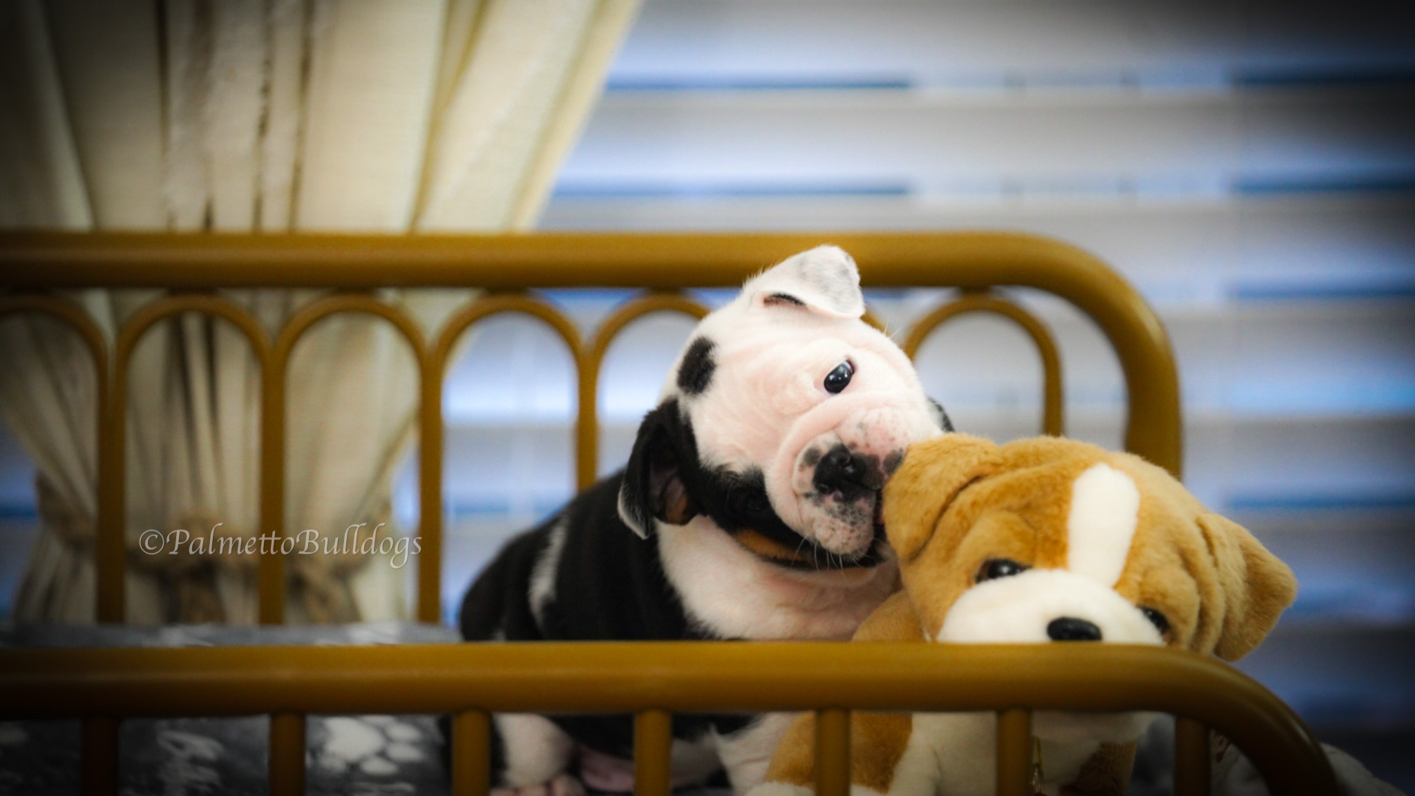 Sweet "Yuri" Swears To Nibble On Not Just This Plushy's Ear But Yours As Well! #EnglishBulldog #palmettobulldogs #bulldog #blacktri #Cute #love