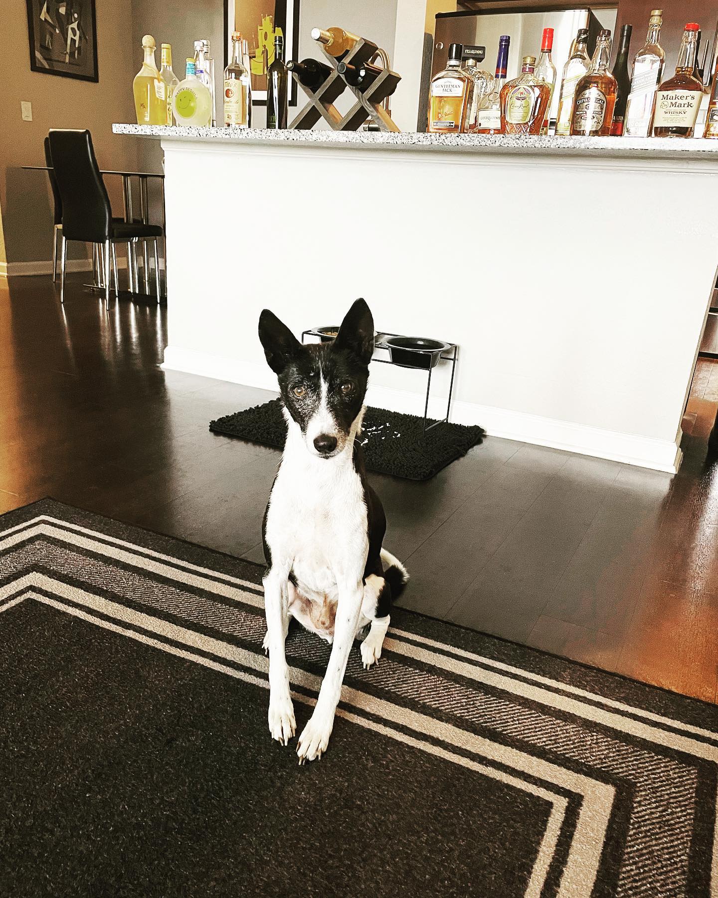 Guarding the liquor. 🥃 #Basenji
