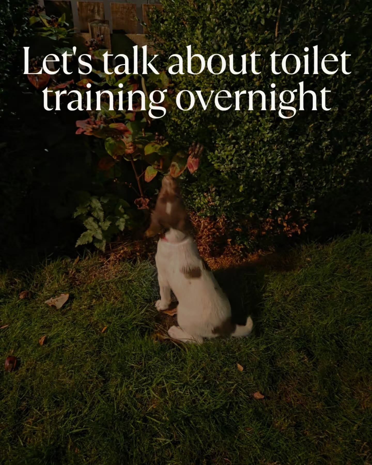 I see alot of viral videos on Instagram where they are videoing their morning of cleaning up all their puppy toilets that happen overnight. No shit sherlock (yes pun intended), they dont have bladder control at that age and need out.
A small minority of puppies will genuinely sleep through, and have no issues. But that really is a small minority.
I think alot of puppies get up and need the toilet but just won't go where they sleep, and if you aren't sleeping close by then their cries won't be heard.
It's a very small portion of your life in the grand scheme of things. Get up and take them out, lifting them out and in reduces the fuss.
#puppytraining #puppytoilettraining #springerspanielpuppy #spanielpuppy #puppy