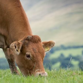 Holy cow!
A great news article to wake up to today!
https://www.bbc.com/future/article/20200206-can-charcoal-cut-cows-methane-to-fight-climate-change
We've been supplying beef and dairy farmers for quite a while....could the world be catching up?
#charcoalsupplement #farm #farming