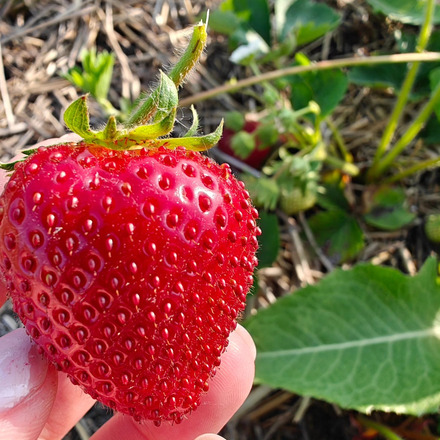 The berries 🍓 are still taking there sweet ol' time...but more and more show just like this perfect lil' guy every day!
Thank you all for your pre-orders, we are currently filling those while the majority of the field continues to ripen. I'm guessing new pre-order opportunities will be available next week (mid-week) with a potential for u-pick the following 🍓🎉
Come on sunshine ☀️ 🍓 and make these berries ripen☀️🍓
#BirchfieldFarm #MichiganStrawberries
www.thefarmatbirchfield.com