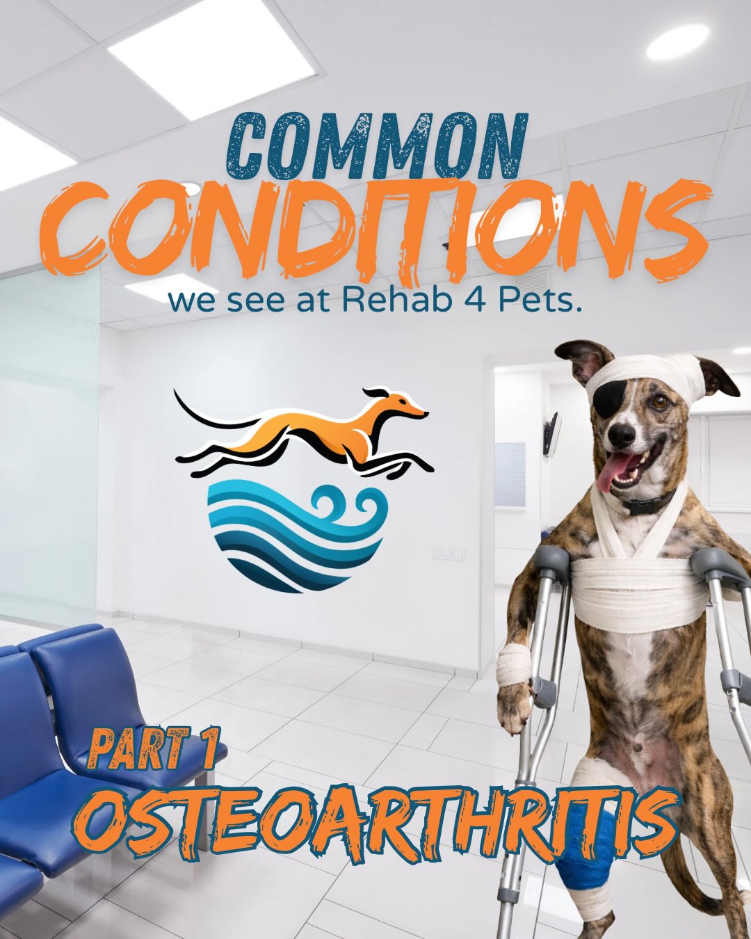 PART 1 - Osteoarthritis
I’m commonly asked what kind of dogs as well as what type of issues we treat at Rehab 4 Pets.
So for the next few weeks I’ll be posting the 8 most common conditions that present to the clinic.
Included will be information on what the condition is, who it affects and what @rehab4pets_au can do to help.
Reach out if you have any questions, always happy to chat about your pets 🐶
#petosteopathy #petrehab #caninehydro #caninehydrotherapy #kilsyth
