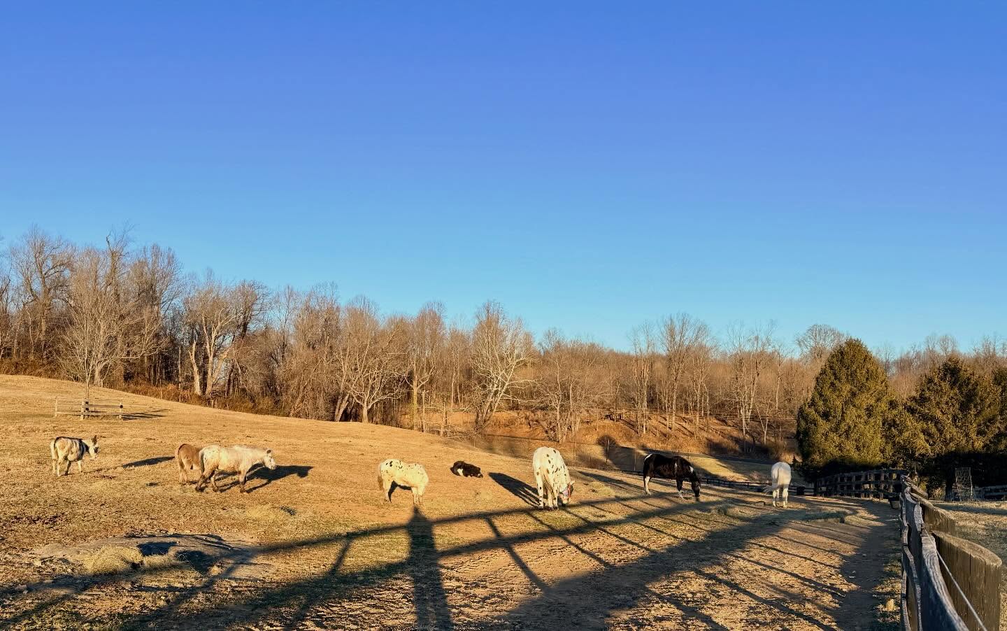 Team B is finally here! 🙌🏻 This crew is joining us here in VA for their retirement 😎 Excited to have you here, Team B!
#piedmonthorseretirement #horseretirement #minihorseretirement #minidonkeyretirement