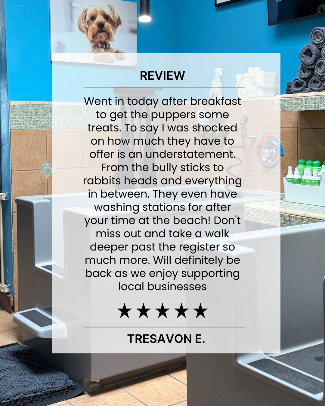 We love hearing from our Coronado community 💙🐾 Your kind words truly mean the world to our team.
If you’ve had a great experience, tap the link in our bio and leave us a Google review—we’d be so grateful!