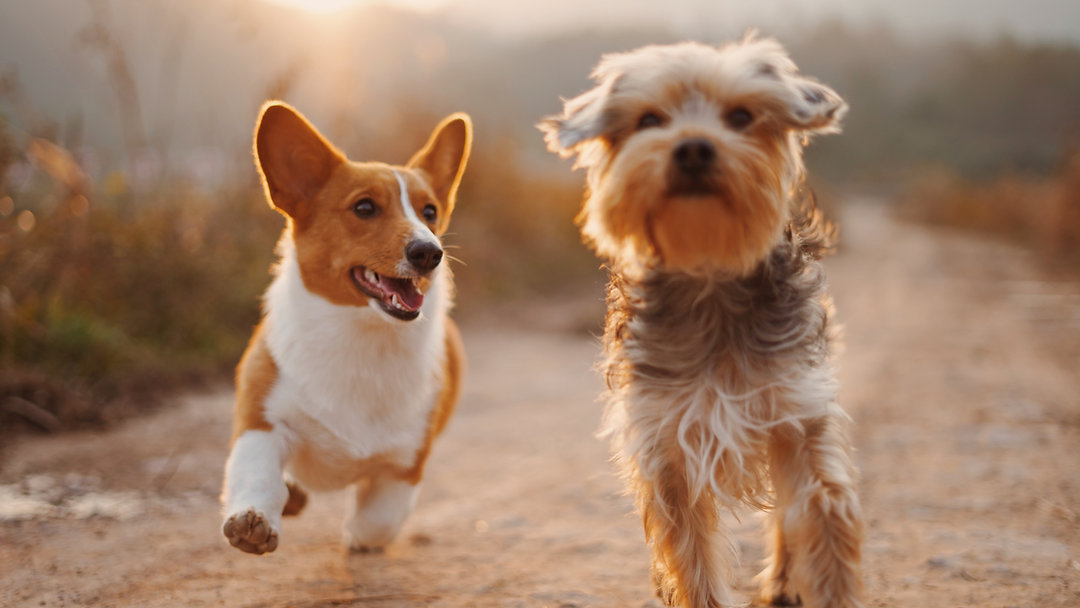 Check out my blog postCheck out my blog post on preparing your dog or cat for Autumn.
#Autumn #Fireworks #Halloween #Muddyfeet #Acorns #Mushrooms #Alabamarot #Antifreeze #coldweatherincoming #dogbehaviour #dogbehaviourist #catbehaviour #catbehaviourist #dogtrainer #dogtraining #BrightonandHove #Sussex
#newblogpost