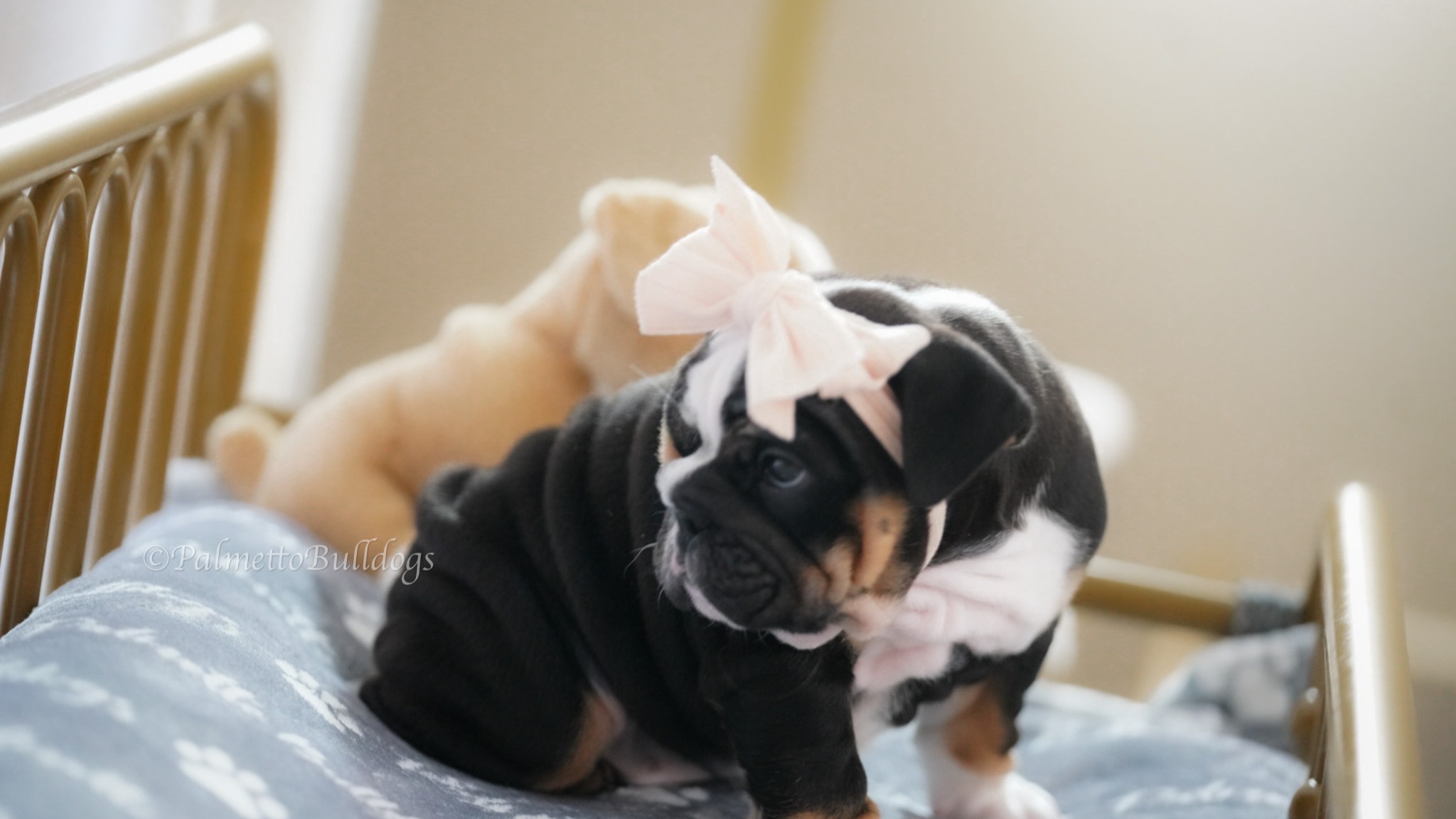 Six Week Old "Nebula" developing very nicely. #englishbulldog #palmettobulldogs #blacktrienglishbulldog #instamood #puppylove