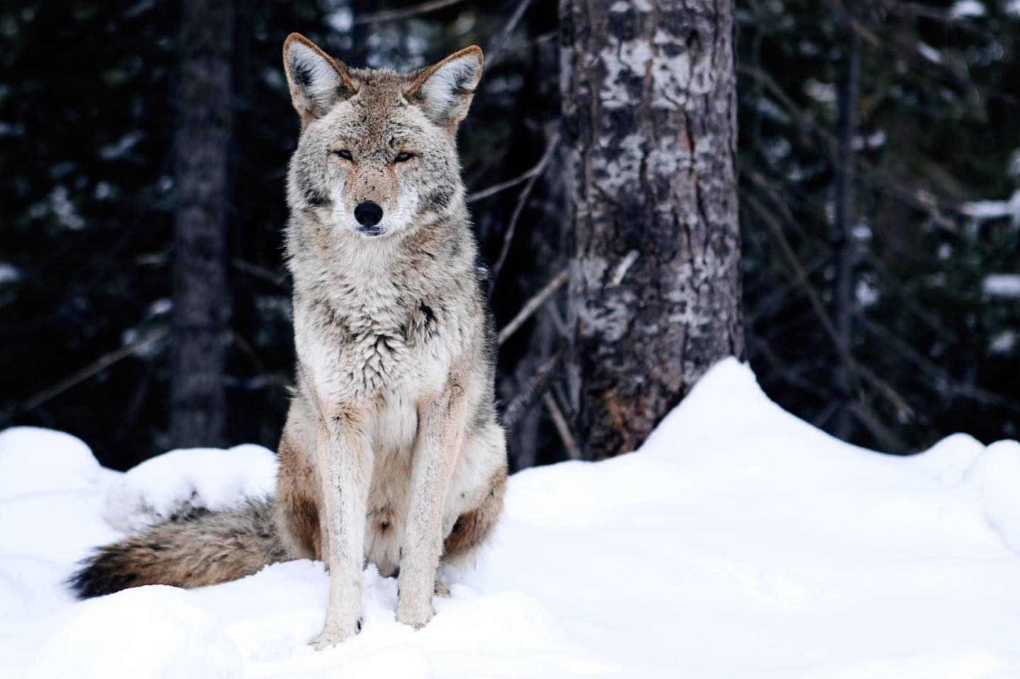 Coyote (Canis latrans ) I photoed sitting in the snow in the sierra mountains. Fun facts about coyotes: 1 Coyotes have been observed to bring food to other trapped or injured coyotes. 2 As the western coyote migrated to the eastern US it bred with wolves and dogs making the larger eastern coyote. 3 coyotes can smell objects up to a mile away and can run 40mph. 4. Coyotes are found in every US state except for Hawaii. #coyote #survival #godsdog #trickster #wildsurvival