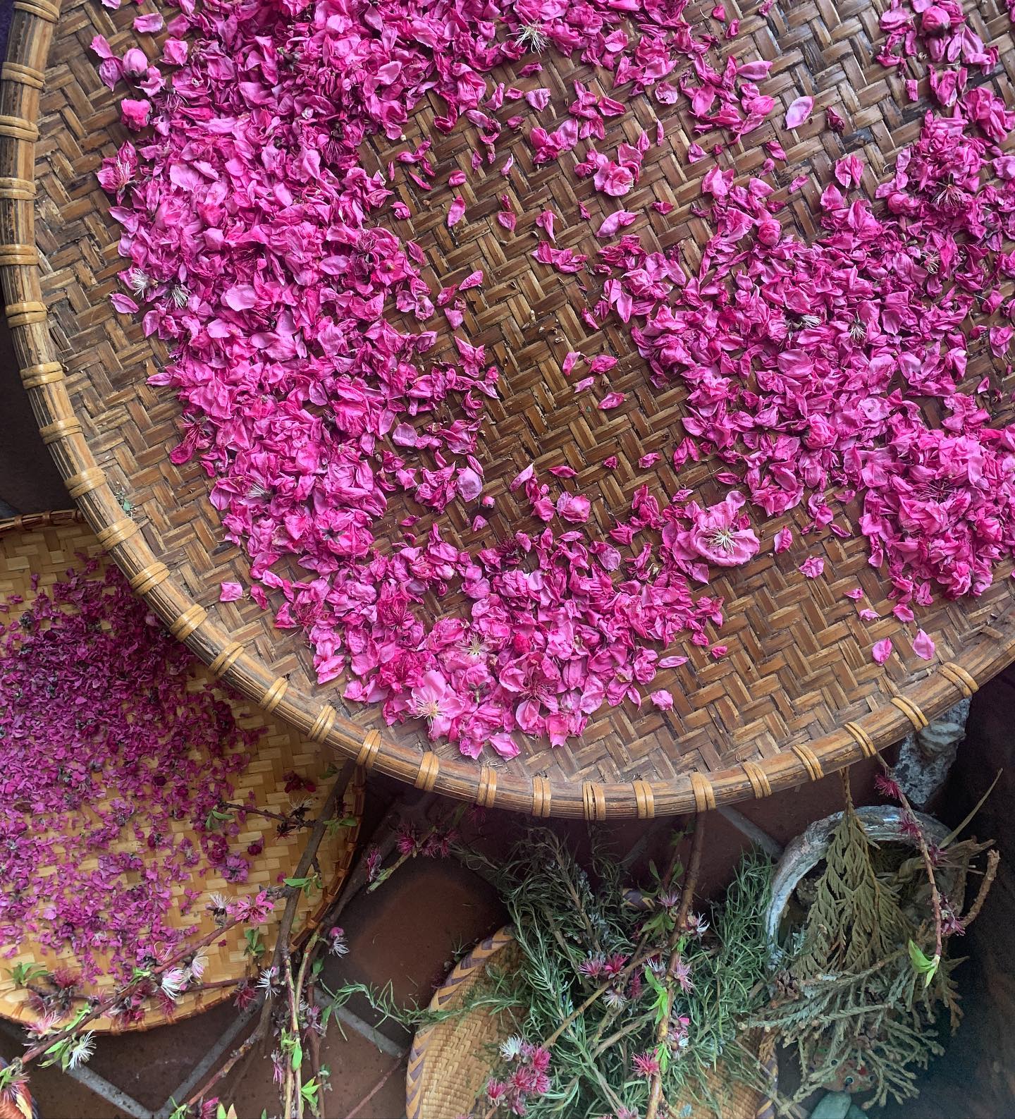 Feeling Spring’s embrace with another peach blossom filled morning 🌸
These lovelies will be slowly dried and become a part of one of my limited release tea blends later this year. Capturing the delicate aroma and subtleties that fresh Spring peach blossoms offer will make a beautifully uplifting tea that captures the vibrancy of Spring!