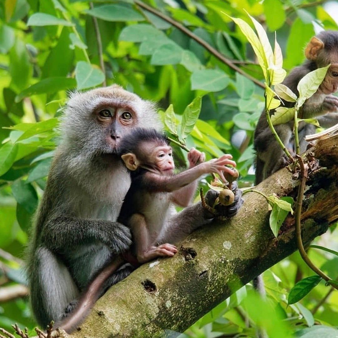 Family of Monkeys in the Jungle
Trees provide everything our monkey friends need to thrive. The more trees we plant now, the more vital habitat there is for monkeys to flourish in the future. Please consider switching your web browser to @Ecosia to plant trees for free while you search the web. Ecosia.org is the ‘search engine that plants trees’ by donating 80% of their advertising revenue to effective tree planting projects around the world with a focus on biodiversity hotspots.
Photo by @_j_u_n_g_l_e
Subscribe to @trilliontreescampaign for more inspiring nature content and to connect with easy ways to plant trees around the world.
#trilliontreescampaign #trilliontrees #reforestation #generationrestoration #wildnature #wildlife #wildlifehabitat #habitat #biodiversity #wildlifeplanet #wildlife_inspiration #wildlife_inspiration #wildanimals #monkeys #monkeysofinstagram #naturephotography #treephotography #forestphotography #mothernaturerocks #treeconnection #naturegrams #givebacktonature #nature_inspiration #naturebeauty_pix #naturemeditation #natureinspiredbeauty #naturelifeearth #naturelifeearth #mothernaturerocks #loveforests