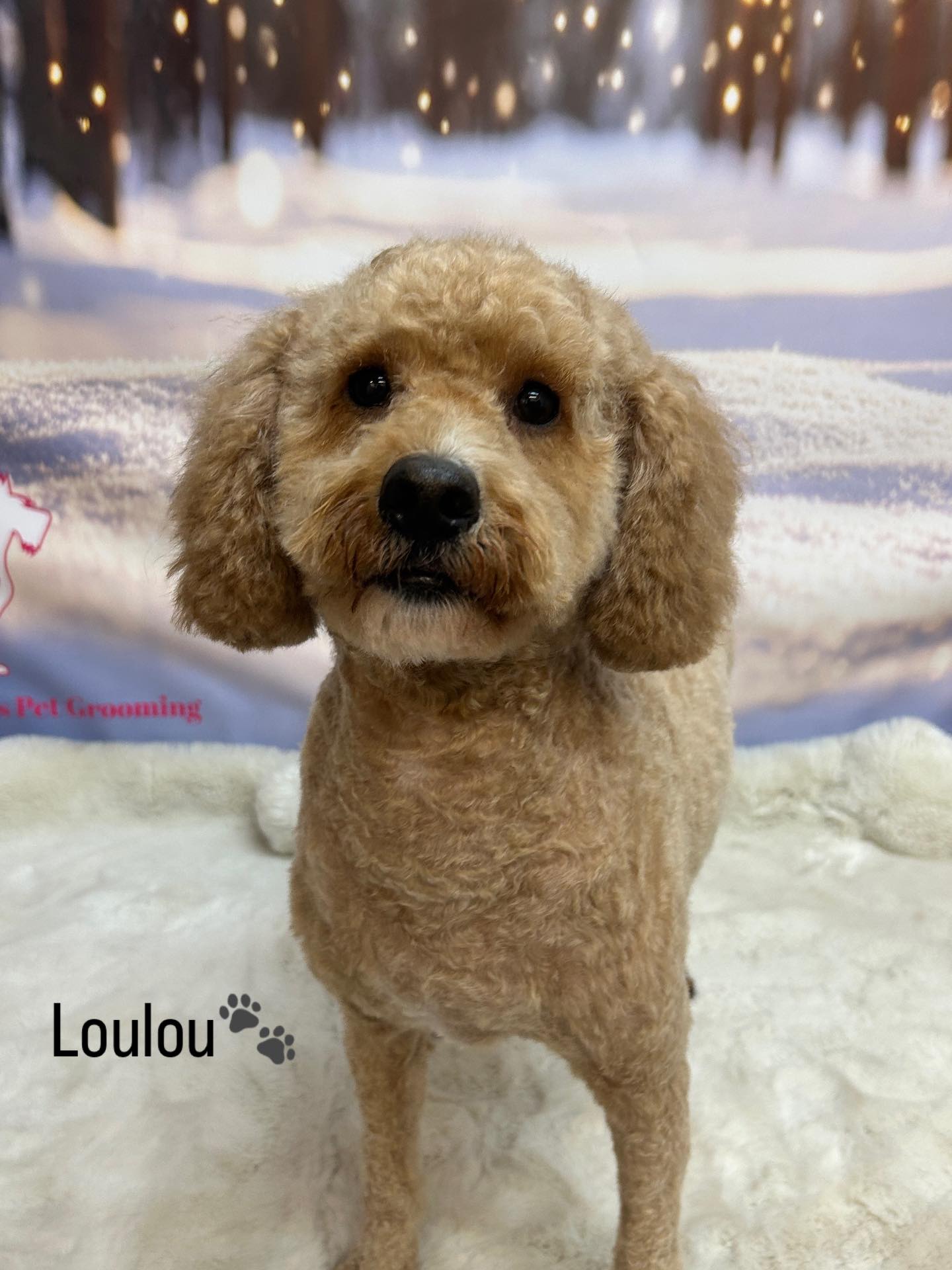 21/01/26 Today's furry clients stole the show! These two pups came in for a pamper and left feeling relaxed and ready for cuddles🐶✨🐾
#cute #cuddles #love #dooggrooming