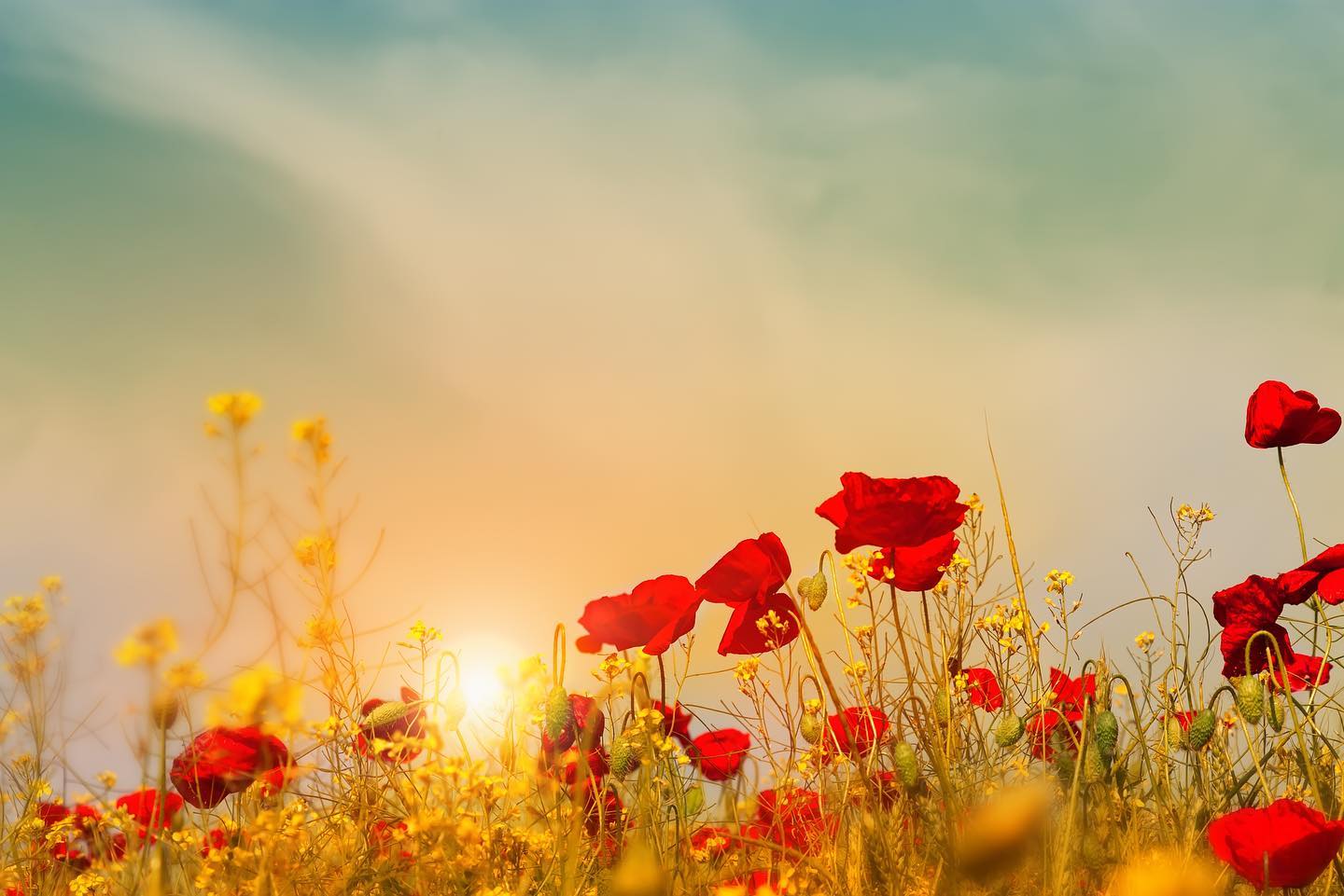 Lest We Forget
Anzac Day
#wewillremeberthem