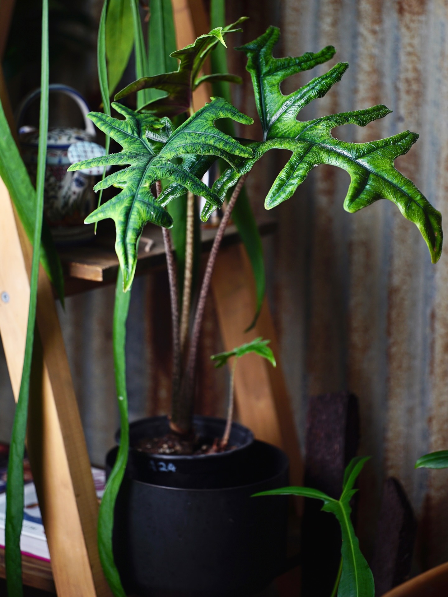 Alocasia Jacklyn - An absolute faashun statement piece. These are still just as popular but easier on the pocket. $19 at Urbanbotanist.nz