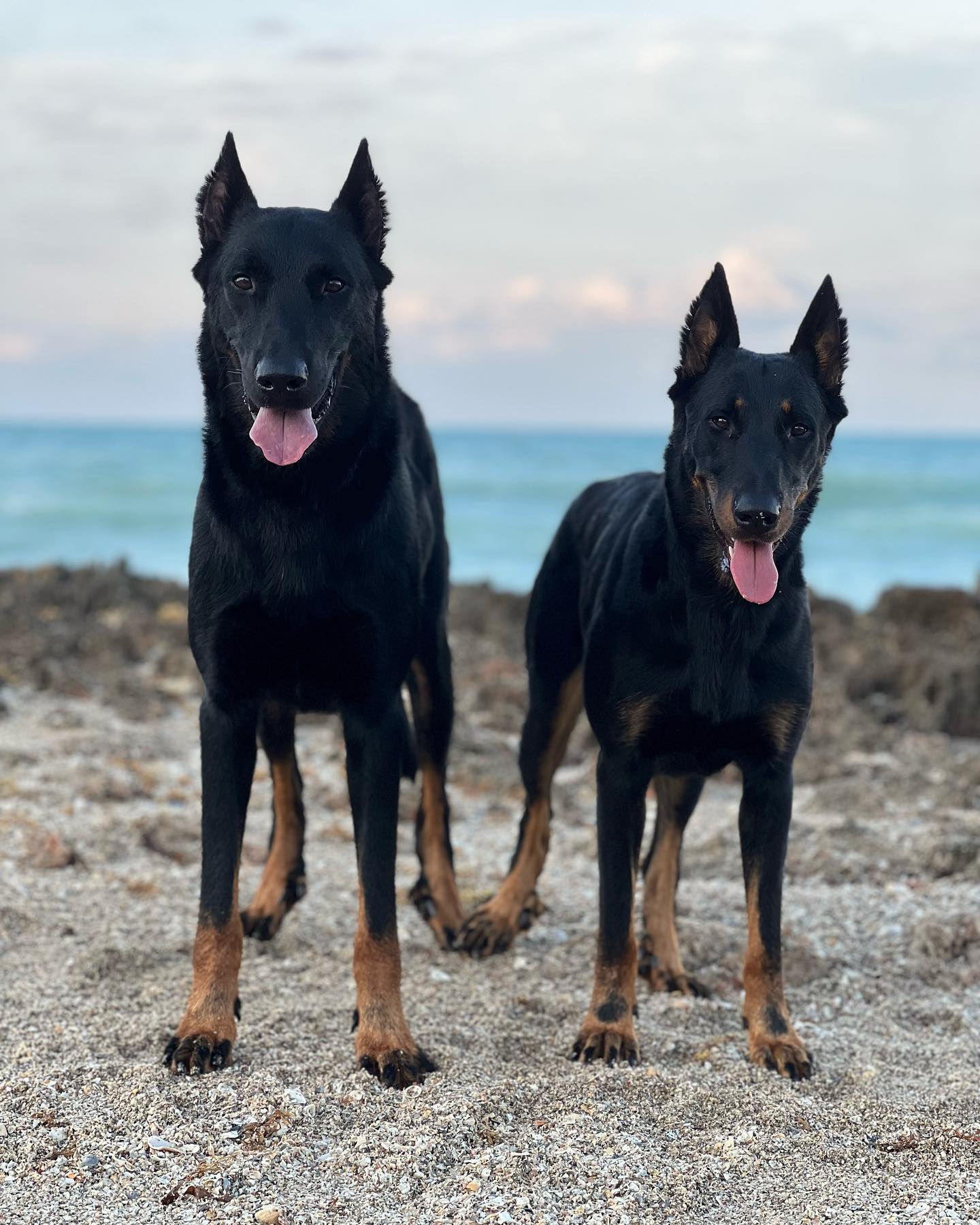 On vacation time 🌊
This is the first time I have been able to take these two on vacation with us, that was not a dog event, and it has been so fun. Being in a place that is so dog friendly and being around family that loves them as much as we do truly makes going on vacation that much more relaxing and fun. Have you been on a family vacation with your pups? Did they have as much fun as you did?
#vacationdogs #beachdog #beachbum #beauceron #herdingdog