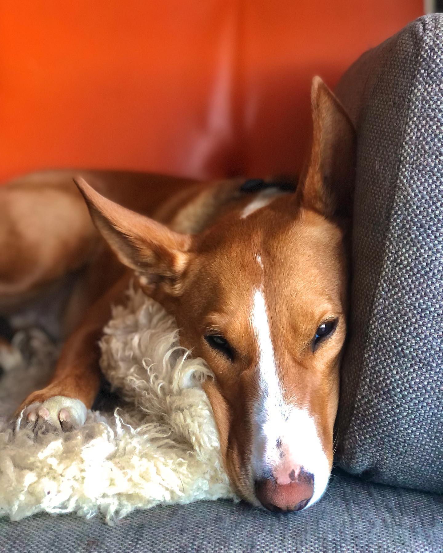 It’s back to the work schedule… Red Mullet Creative has some really fun projects coming up this year! My little Red Mullet ninja dog sleeps luxuriously between walks while I take a seat behind the desk to prepare for the year ahead… can’t wait! #lovewhatyoudo #itsadogslife #bullterriermixbreed #officedog #missmaple #queenofthecouch