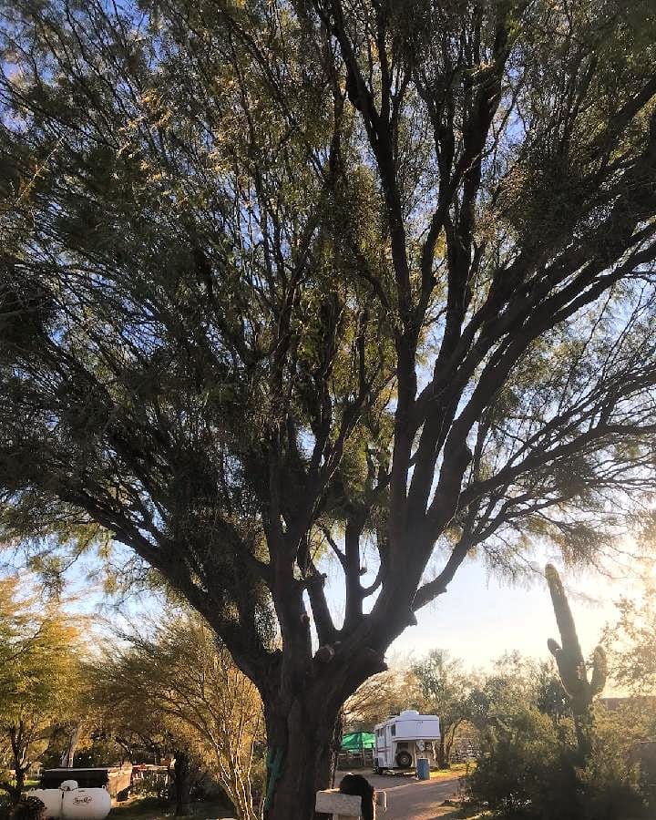 Ethical tree trimming is our priority!