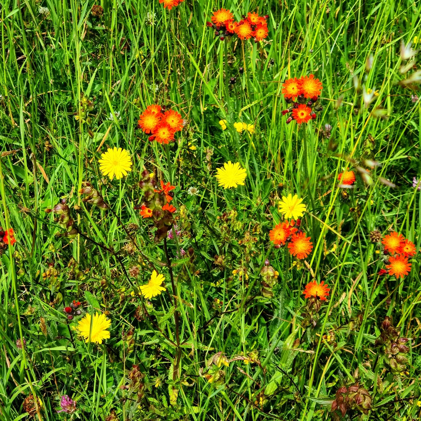 "Consider how the wild flowers grow" (Luke 12:27 NIV) #nature #wildflowers #creation #scripture