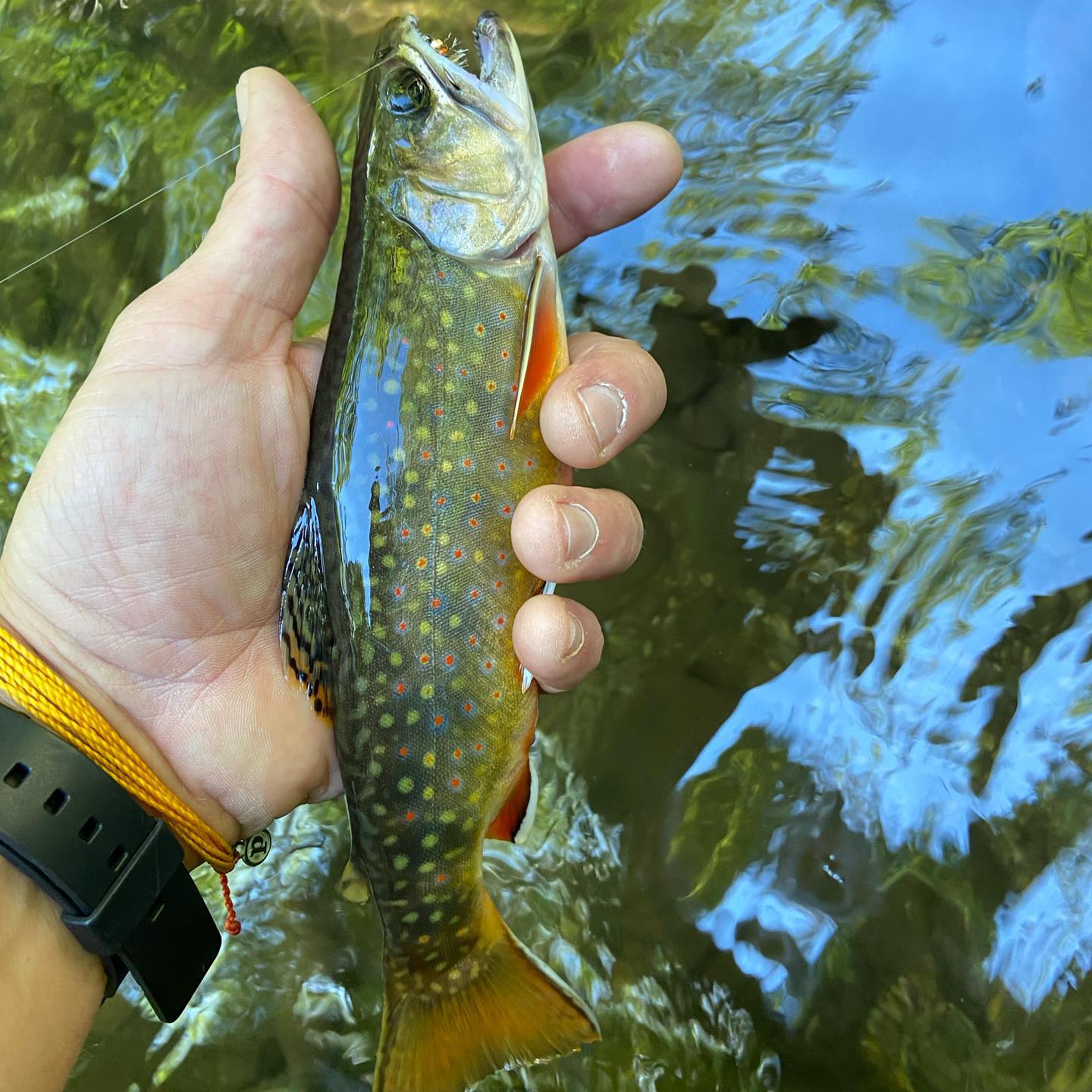 Good day in the mountains #troutfishing #brooktrout #trout #nymphfishing #dryfly #nativefish