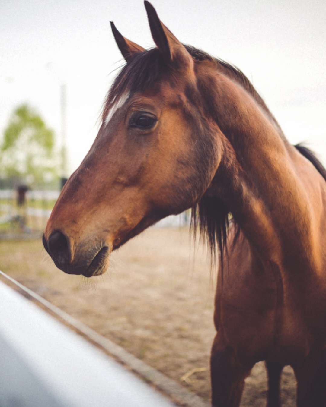 Not all horse feed is created equal. 🐴
Cascade Premium Horse Feed is a complete, low-carb, high-fiber formula designed to support digestion, metabolism, and overall health—without the unnecessary fillers found in big brands.
Fortified with protein, vitamins, minerals, and omega-rich flax for steady energy and healthy weight.
Locally made. Thoughtfully formulated. Coming soon to coastal stores. 🐎
#oregonag #pnwhorses #pnwranch #localbusiness #oregonhorses