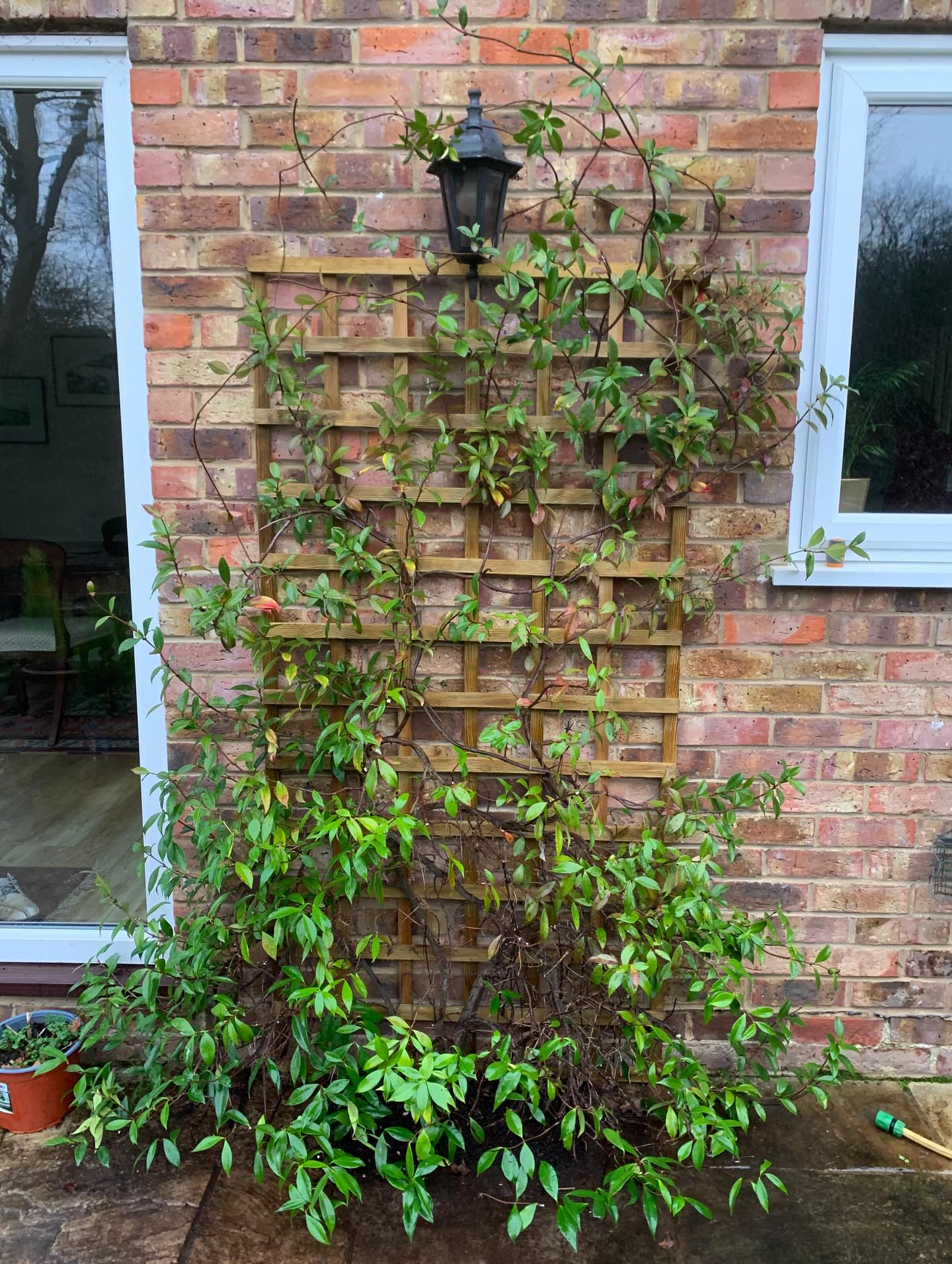 Trellis replacement. The old trellis and wires removed, new more substantial trellis panel fitted to the wall, followed by a thinning out of the jasmine and tidy up.
#highamwoodgardens #gardenertonbridge #gardeningtonbridge #plantloversofinstagram #gardenideas