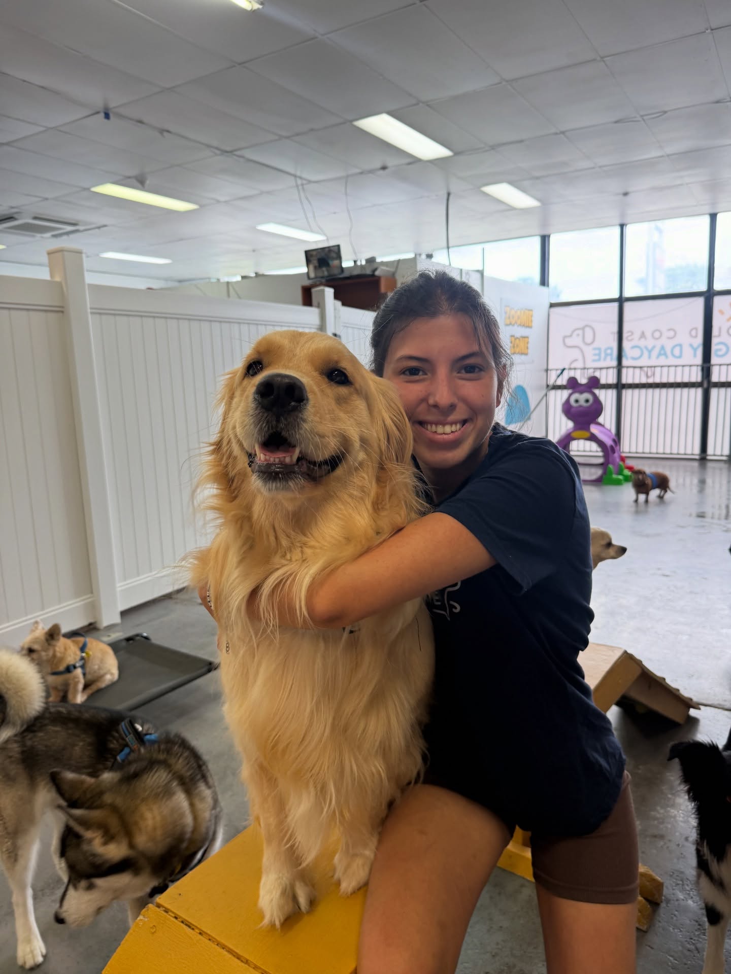 ✨ Meet the team - 2026 Edition ✨
This week it’s Venezia’s aka V’s turn. Another qualified veterinary nurse, who has a soft spot for any dogs with rolls. She adores cuddling and playing with the dogs but also chatting with and getting to know the owners to help understand their furry kids better and help them however she can!
Role: Daycare Attendant
Joined GCDD: August 2025
What they love most about daycare: I love the quiet time cuddles on the floor and seeing all the different personalities the pups bring to the space, how they interact with each other and the friendships they form.
Favourite dog breed: Definitely Schnauzers as I grew up with three giant ones, but I must admit some beagles and bulldogs have been stealing my heart lately 🤭
Fuel of choice: Chocolate milk and any sweet treat that is in sight!
Fun fact: Spanish is actually my first language as I am originally from Argentina, but I have been learning English since I was 4 years old 🇦🇷
#GoldCoastDoggyDaycare #MeetTheTeam #DogDaycareLife #GoldCoastDogs #LocalBusinessGC