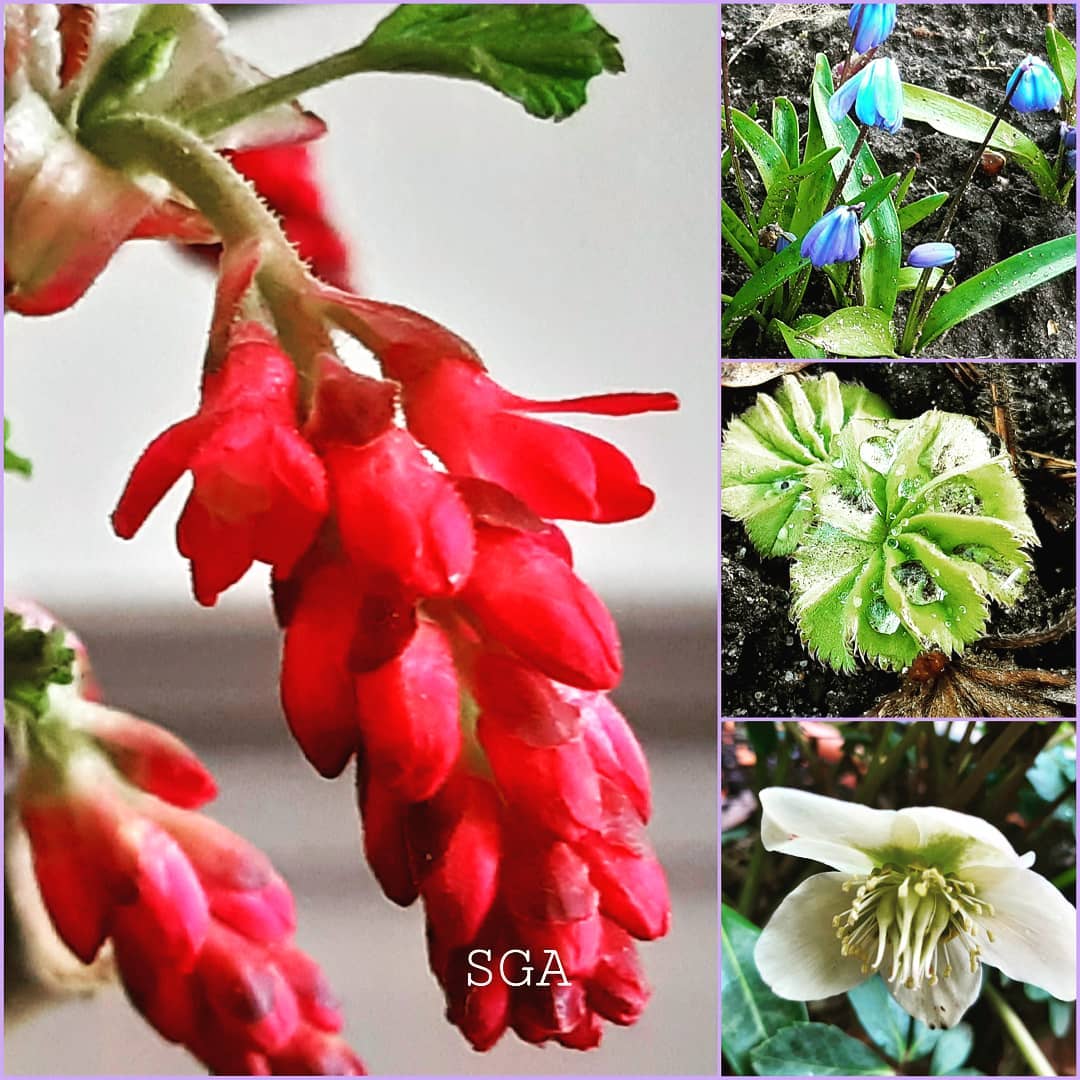 Nog 5 dagen voordat de lente begint. Deze sterke planten geven een mooi effect in het voorjaar. Ribes, Scilla, kerstroos in bloei. Vrouwenmantel laat de eerste blaadjes zien. Nu de temperaturen nog wat hoger!