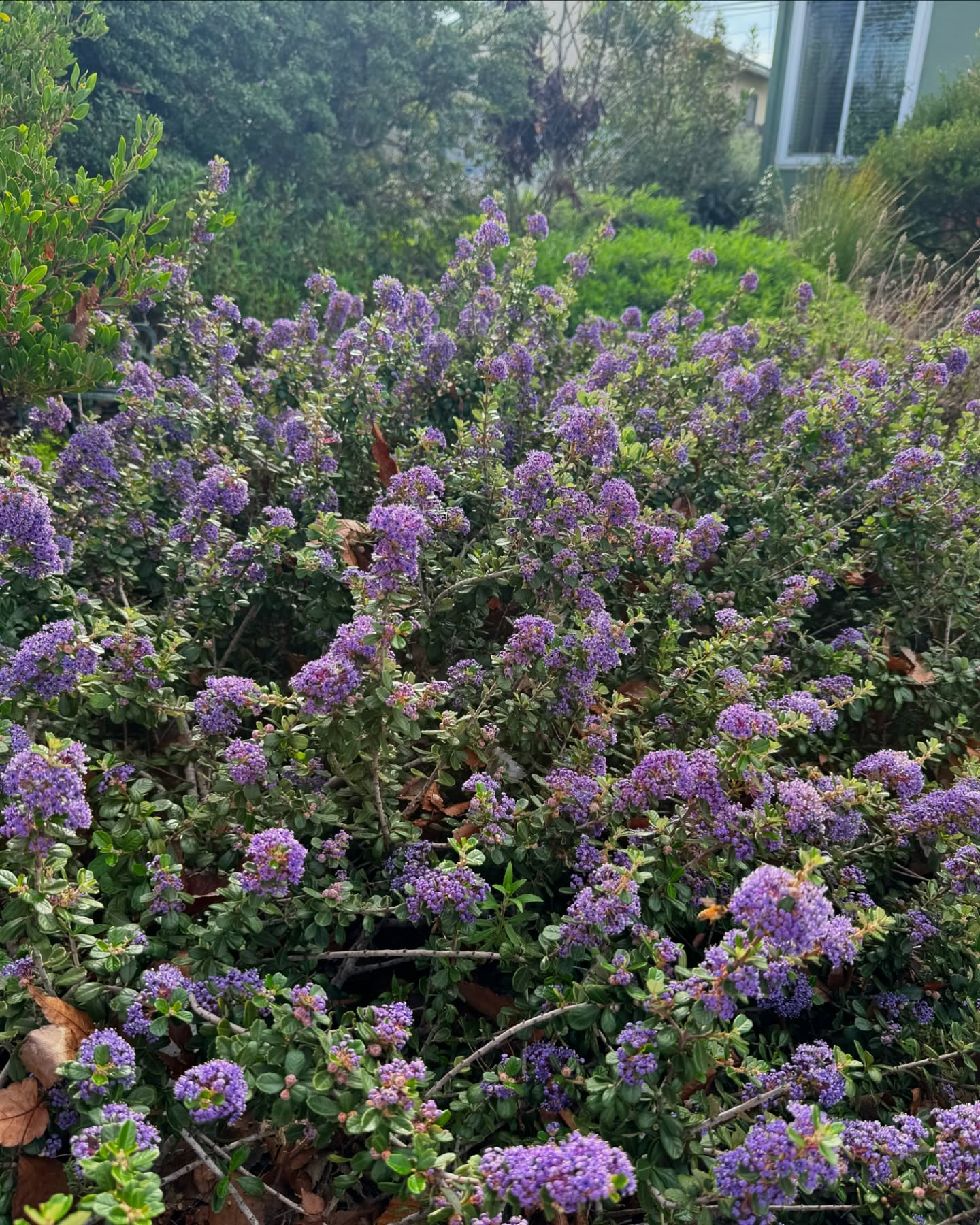 The Ceanothus bloomed overnight, and they smell divine! Wish that we can share their smell.
This cultivar of Ceanothus are the the first to bloom in January, and are a welcome for the bees.
#landscapedesigner #californianativeplants #californialandscape #ceanothus #januaryflowers #januaryincalifornia