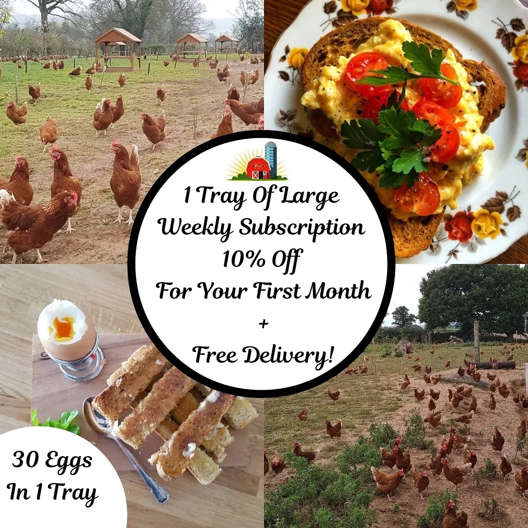 Will You Join Our New Subscription Service?
Mother Hen Eggs has finally developed of one the first subscription egg delivery services, which will save you time in ordering.
⬇️ Enjoy 10% OFF Now ⬇️
https://www.motherheneggs.com/plans-pricing
All you will have to do is order once on the website to receive weekly or fortnightly orders.
Your custom order will repeat weekly / fortnightly until cancelled.
You can also customise your start date to suit you best.
You can order anywhere from half a dozen eggs to 60 eggs per week or fortnightly!🍳🐔
Truly As Simple As 1,2,3 🥚🍳
Enjoy Mother Hen Eggs large eggs so fresh they'll last at least for 3 weeks!
Mother Hen Eggs are 100% free range and packed with flavour.
As the eggs are freshly laid they have a rich delicious yolk! 🧡🍳
Farm to folk within only a few days creating a exquisite tasting egg
Enjoy our free egg delivery service, we will deliver your eggs straight to your door with no minimum order 🥚🐔
#freedelivery #deliciouseggs #cardiff #bridgend #newport #eggs #freerangeeggs #farmfresh #farmfreshfreerangeeggs #farmtofork #delivery #tastyeggs #newcustomer #goldenyolks #yolk #delivery #fresheggs #homedelivery #subscriptionbox #new #Subscribe #SupportSmallBusiness