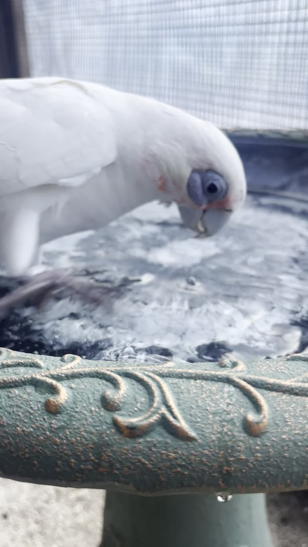 Helios is loving his new bath!
Thank you to Sharon and the team at White Oaks Wealth Advisors for the incredible wish-list gifts and for being the Presenting Sponsor of this yearâs Annual Gala!