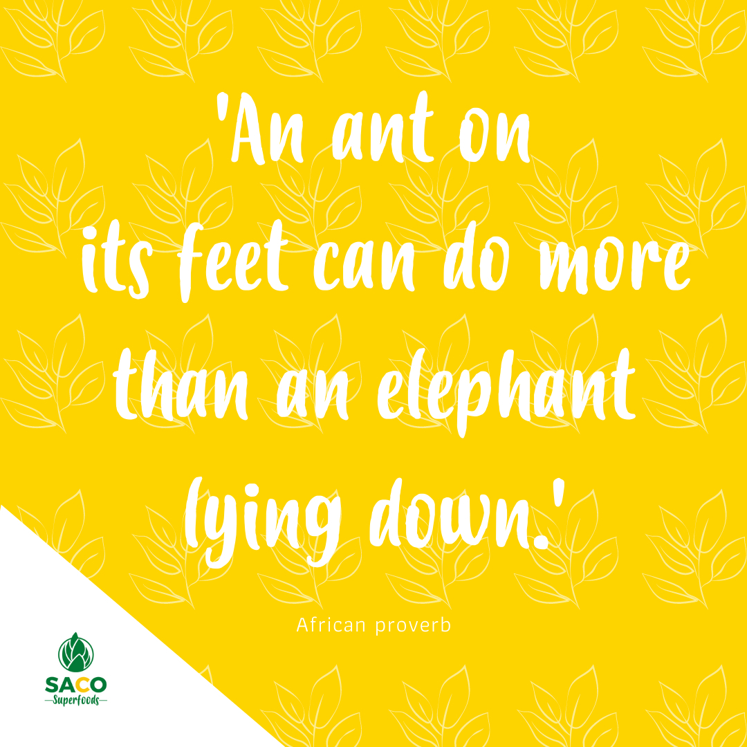 💛 HAPPY MONDAY 💛
When I found this proverb, I almost felt like my mum was talking to me - she always came up with quotes like this.
With her Congolese/Italian accent, she would say "Lucia, stop comparing yourself with others. The grass is always greener on the other side, you know? Just keep doing the best you can".
And boy she was right. Just because you are small or new at doing something, it doesn't mean you can't get better and accomplish great things.
Make sure you keep moving and take it one step at a time. You will be surprised of how much you can achieve.
And stop comparing yourself with others. Yes, they might have a bigger company, a bigger house, a bigger car, a cutter partner - I'm only joking ( papi you are the cutest😝), but you don't know their story...
Focus on you, keep your fire lit and stop doubting yourself.
How are you going to push yourself this week?
#proverb #proverbs #africanproverb #proverbsforliving #proverbafrican #proverbs22 #africanproverbs #proverboftheweek #africanproverbsandwisdom #mondaymotivation #mondayinspiration #motivationalmonday #mondaymindset #mondayquote #newweeekahead #newweekmotivation #newweekquotes #newweeknewme #newweeknewpossibilities #newweekinspiration #newweeknewmindset #quoteoftheweek #motivationalquotes #sacosuperfoods
#newperspective #changeyourperspective #changeyourmindset #changeyourmindsetchangeyourlife #newviewonlife