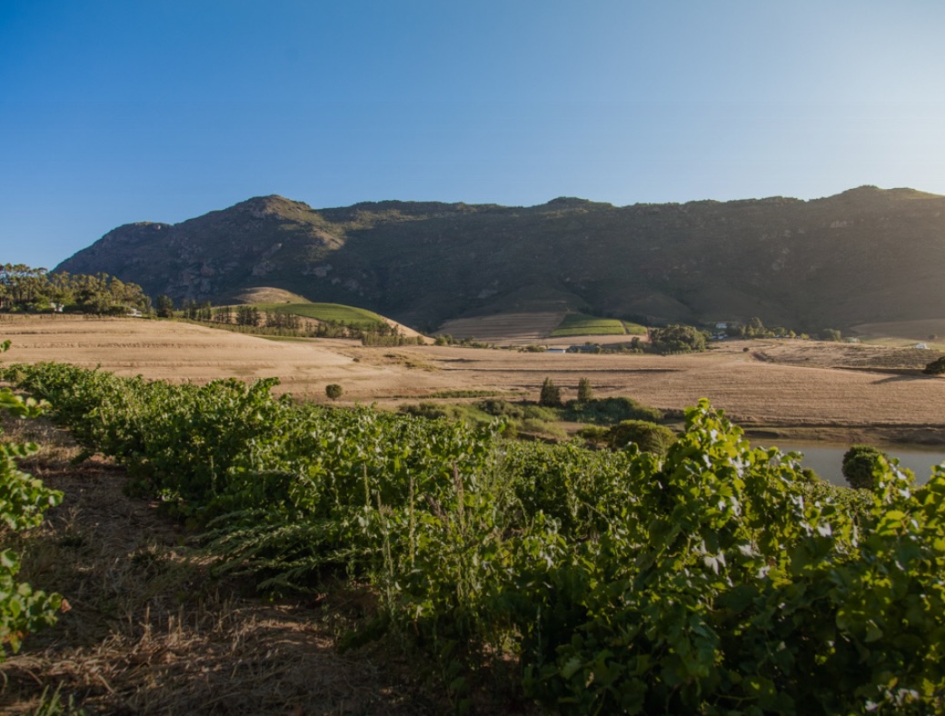 Ever wondered why Swartland wine just tastes right? 🍷🌄
Spoiler alert! For BESTER Family Wines a lot of it comes down to the magic of the Riebeek Valley and the foothills of Kasteelberg Mountain. From winter rain to warm summer days and cool nights, this place knows what it’s doing.
We’ve unpacked the magic behind the microclimate and why it plays such a big role in the wines we love. Pop over to the blog and have a read. Link in bio.
#SwartlandWine
#BesterFamilyWine
#RiebeekValley
#MicroClimate
#WarmClimateWine