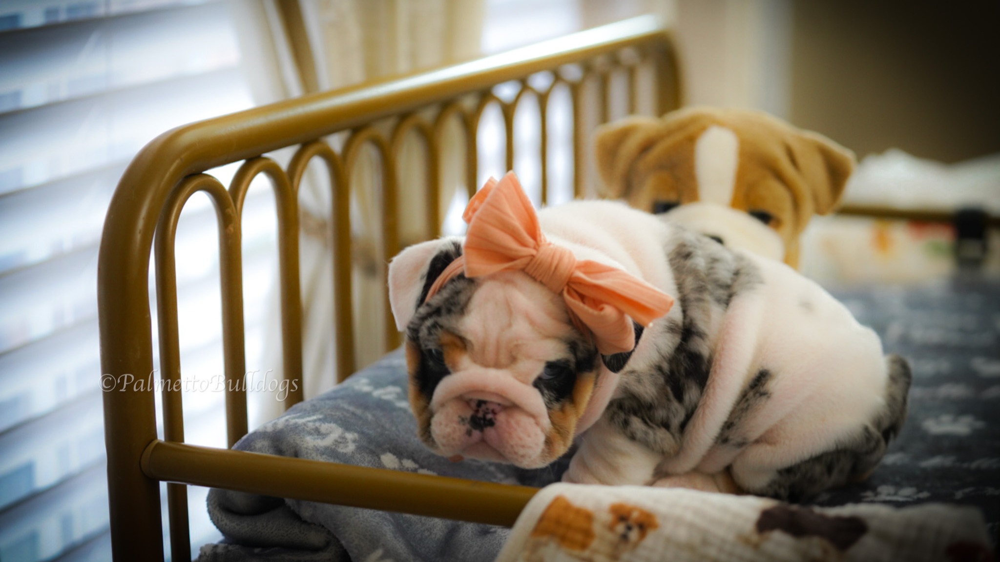Where did this English Bulldog puppy get her name from? She was named after Valentina Tereshkova who was the first woman in space. She orbited the Earth 48 times, spent almost three days in space, is the only woman to have been on a solo space mission and is the last surviving Vostok programme cosmonaut. Twenty-six years old at the time of her spaceflight, she remains the youngest woman to have flown in space under the international definition of 100 km altitude, and the youngest woman to fly in Earth orbit. #valentine #valentinatereshkova #palmettobulldogs #bulldogs #instapup #love #englishbulldog