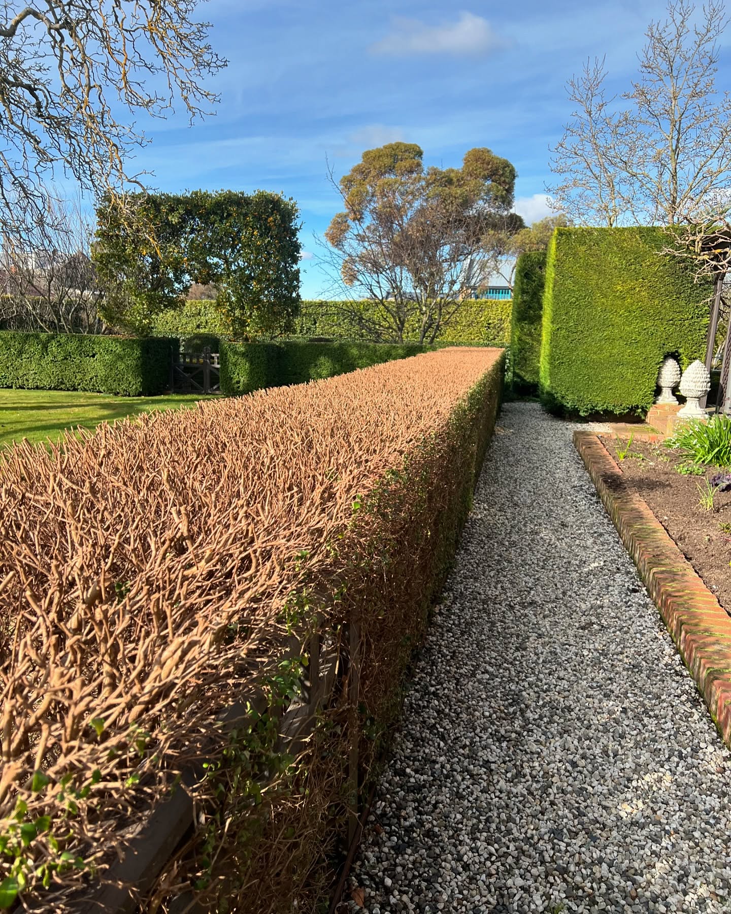 The Old Rectory’s hedges are key elements of the garden design implemented by artist @robertdobleart in the 1990s.
Hedges of Pittosporum, Cypress, Myrtus luma, Buxus and, introduced more recently, Portuguese Laurel, serve a number of purposes. The Pittosporum and Laurel hedges mark the street boundaries and provide privacy, Cypress hedges separate internal garden rooms including the secret garden and the parterre, whilst the Myrtus Luma (in the foreground here) and the Buxus define spaces or are decorative.
In this image the Myrtus hedge, which encloses the lawn to the north of the house, has been given a hard trim to significantly lower its height: hedges have a nasty habit of incrementally getting bigger and bigger but fortunately Myrtus, Buxus and Pittosporum can be cut back hard without doing any damage.
We gave the Pittosporum hedge a hard cut last year and many locals commented that it wouldn’t recover, but it’s thriving! We’ll post another picture of this hedge in the Spring to highlight its resilience.
Fergus and Hugh from @ruralgardensaustralia expertly maintain our garden, including keeping the all the hedges in order. As I’ve said before our hedges are similar to maintaining the Sydney Harbour Bridge, the work never stops…
Some weekends in Spring are still available: booking enquiries via our website or @airbnb
@visitmacedonranges
@daylesfordmacedonranges
@businesskyneton
@nationaltrustvic
@piperstkyneton
#kyneton
#kynetonaccommodation
#kynetonweddingaccommodation
#macedonrangesweddingaccommodation
#oldrectory
#oldrectorygarden
#gardenmaintenance
#hedge
#myrtusluma
#cypress
#winterprune
#winter
#gardenornaments